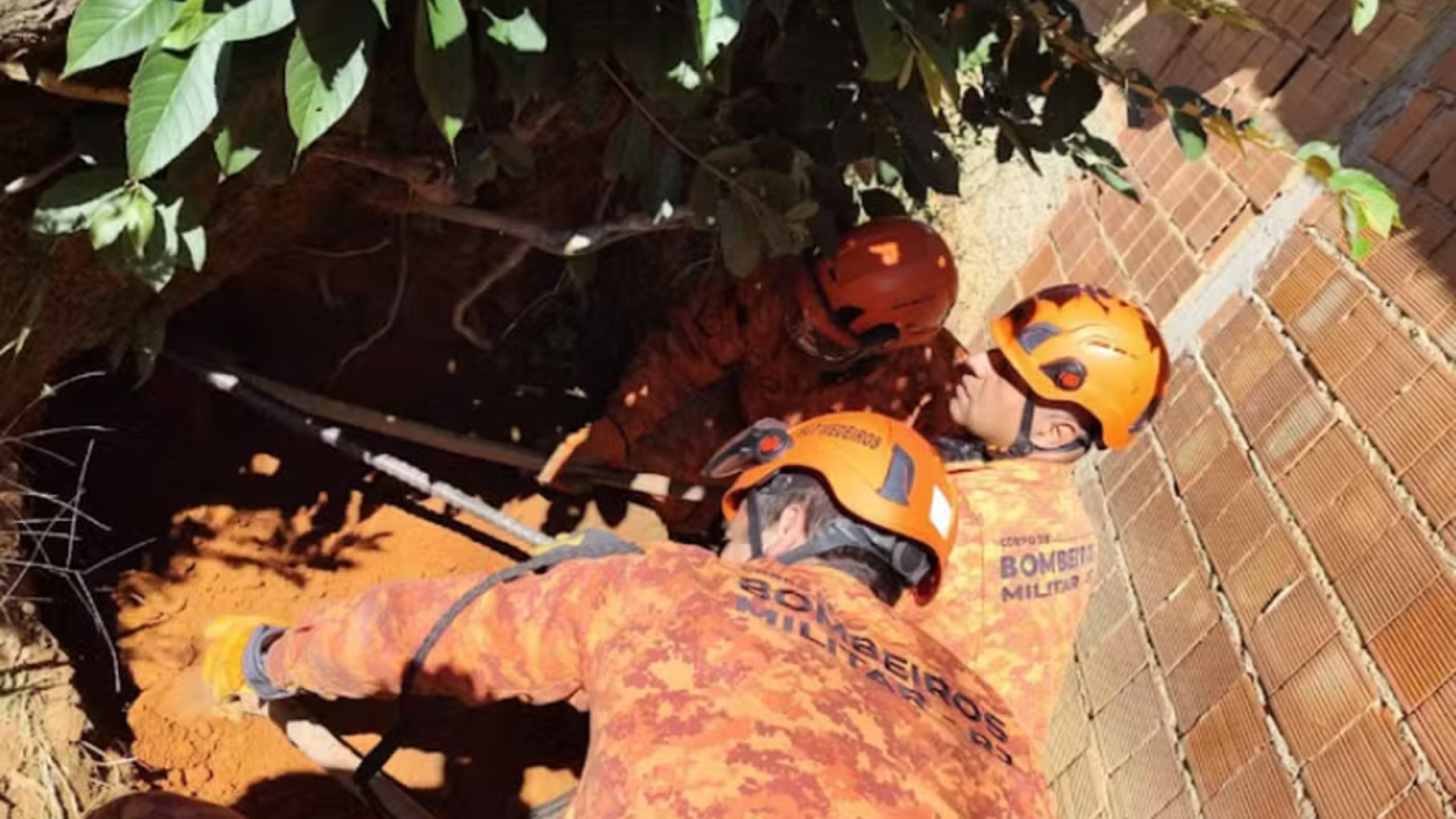 Cadela cega e sete filhotes são resgatados após três dias em barranco em Petrópolis