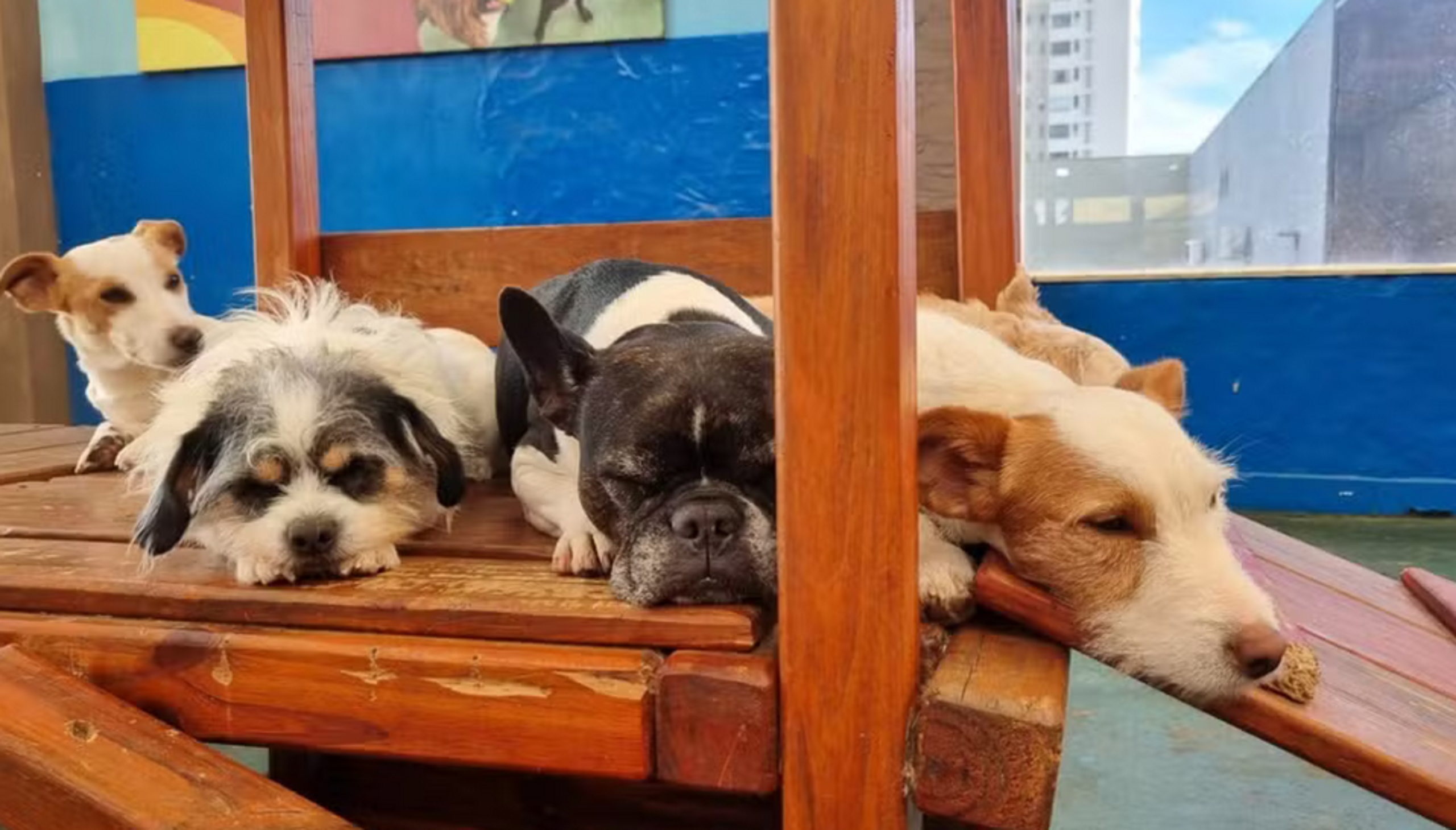 Planalto sanciona lei que institui guarda compartilhada de pets em caso de divórcio; conheça as regras