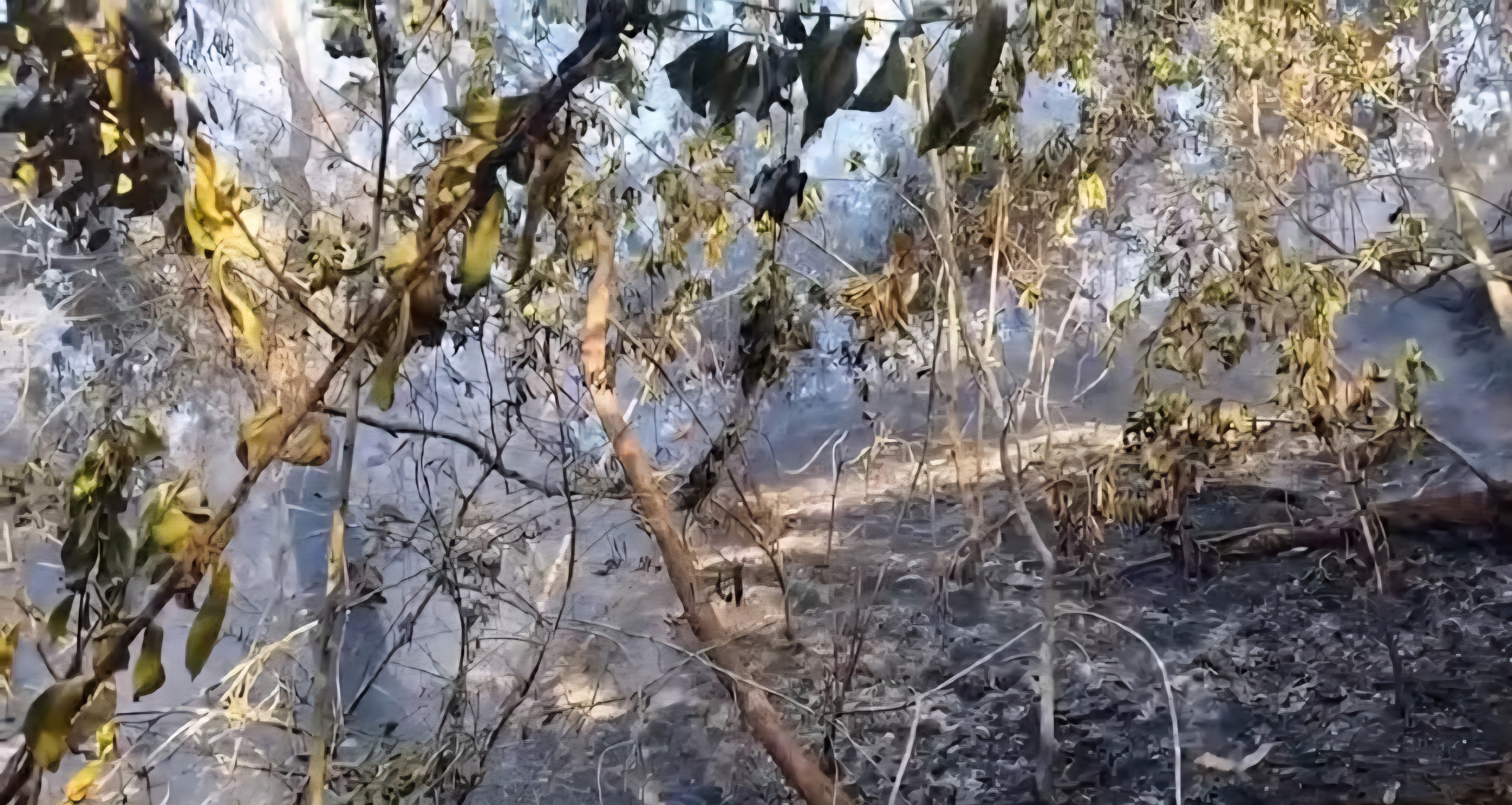 Bombeiros extinguem incêndio na Floresta da Tijuca após mais de 24 horas de combate às chamas