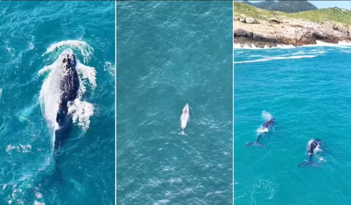 Baleias antecipam migração e viram atração em Arraial do Cabo