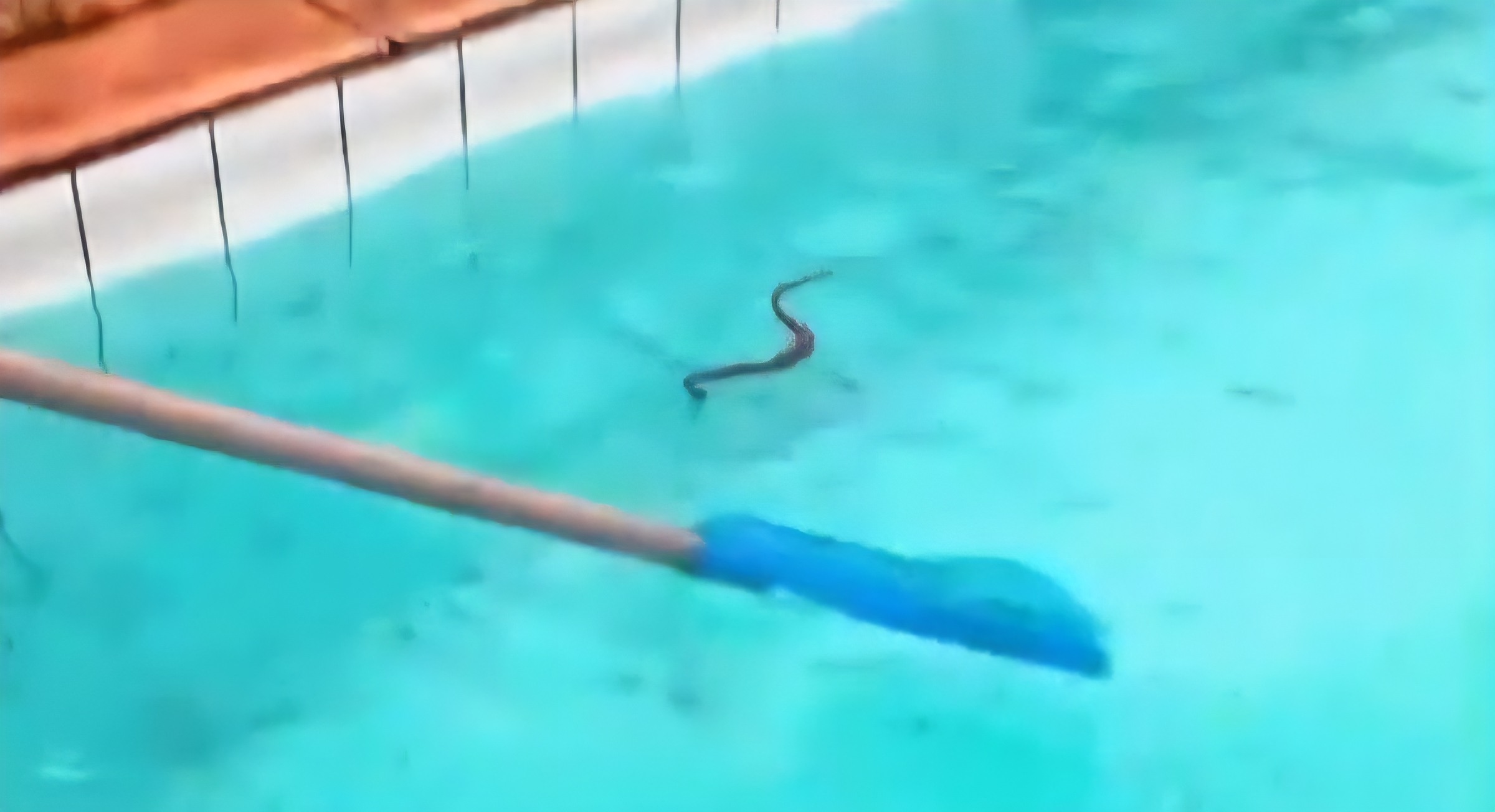 Cobras aparecem em piscina durante aula de hidroginástica no Centro Olímpico de Nova Iguaçu
