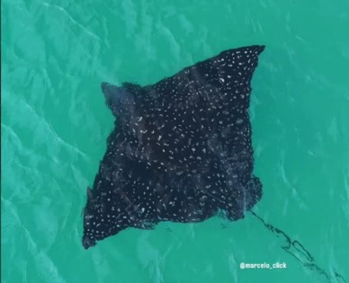 Vídeo: Arraia-pintada surge em Arraial do Cabo e impressiona com beleza rara no mar fluminense