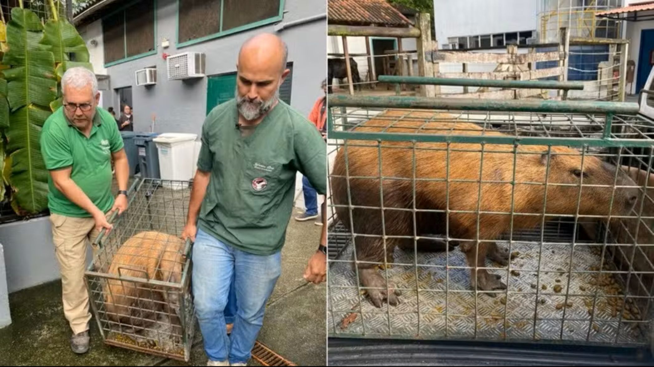 Capivara espancada na Ilha do Governador volta à natureza após dois meses de recuperação