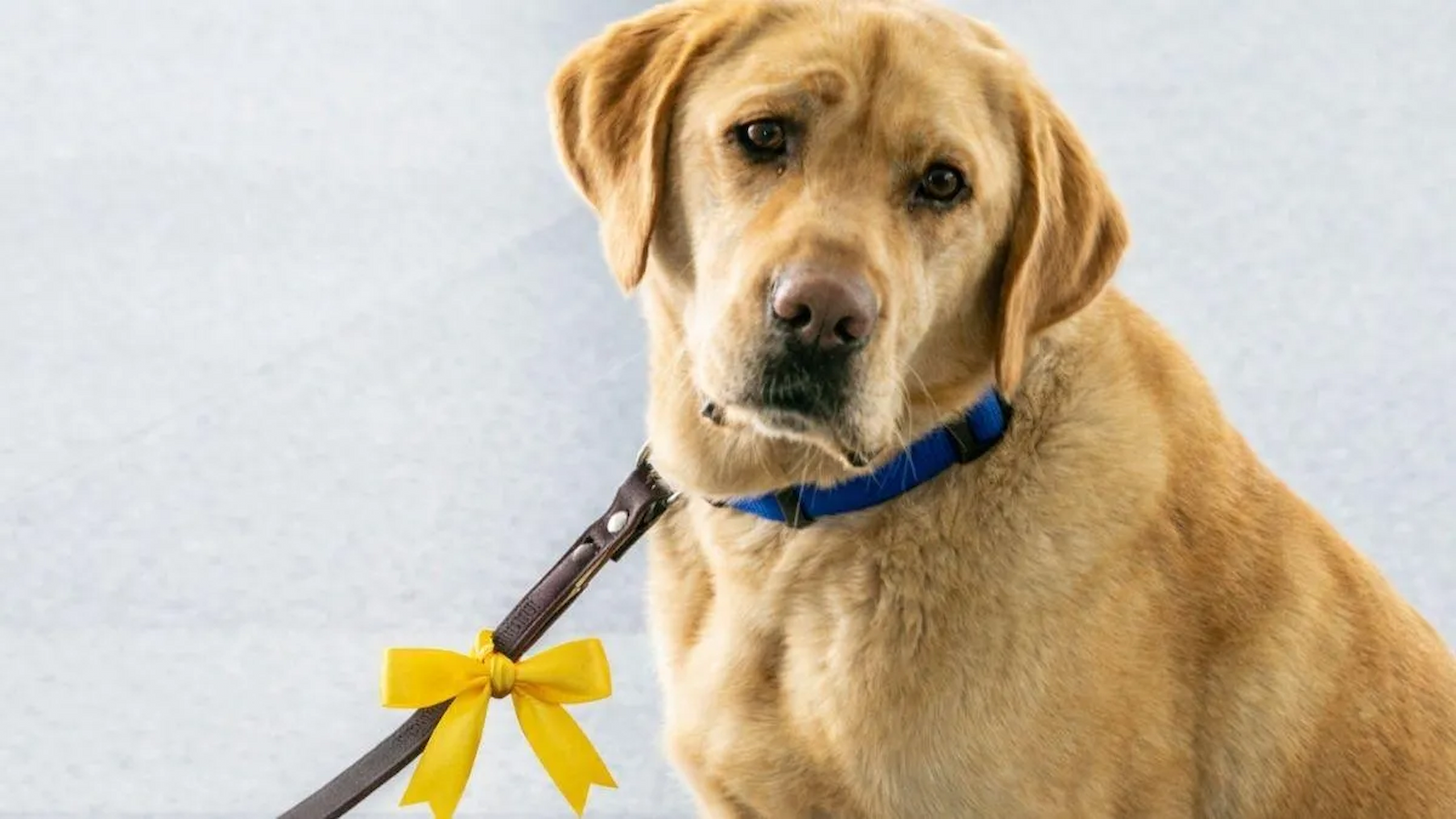 Cães em tratamento ou com comportamento agressivo poderão usar identificação no Rio