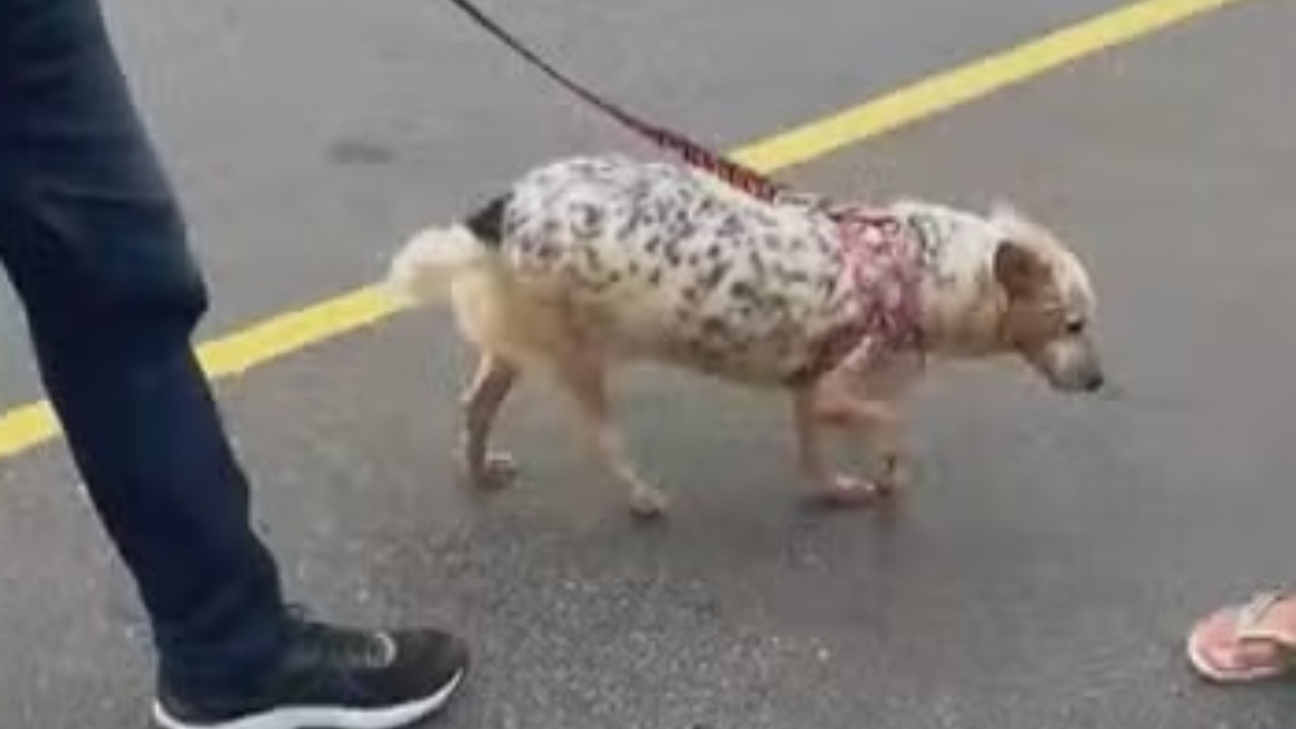 Mulheres são presas por abandonar cachorro idoso em apartamento na Zona Oeste; vídeo