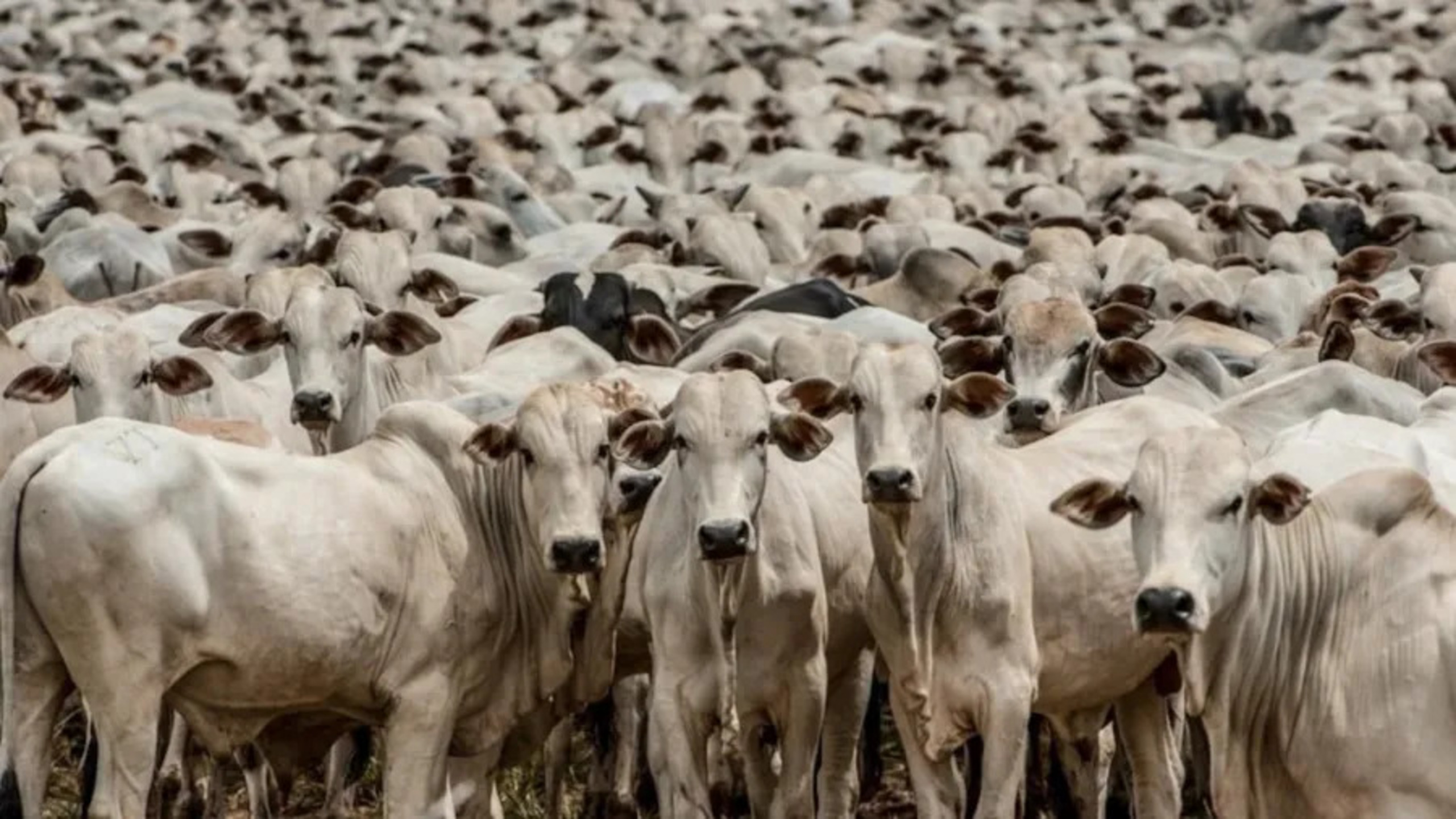 União Europeia proíbe importação de carnes e ovos do Brasil por uso de antibióticos