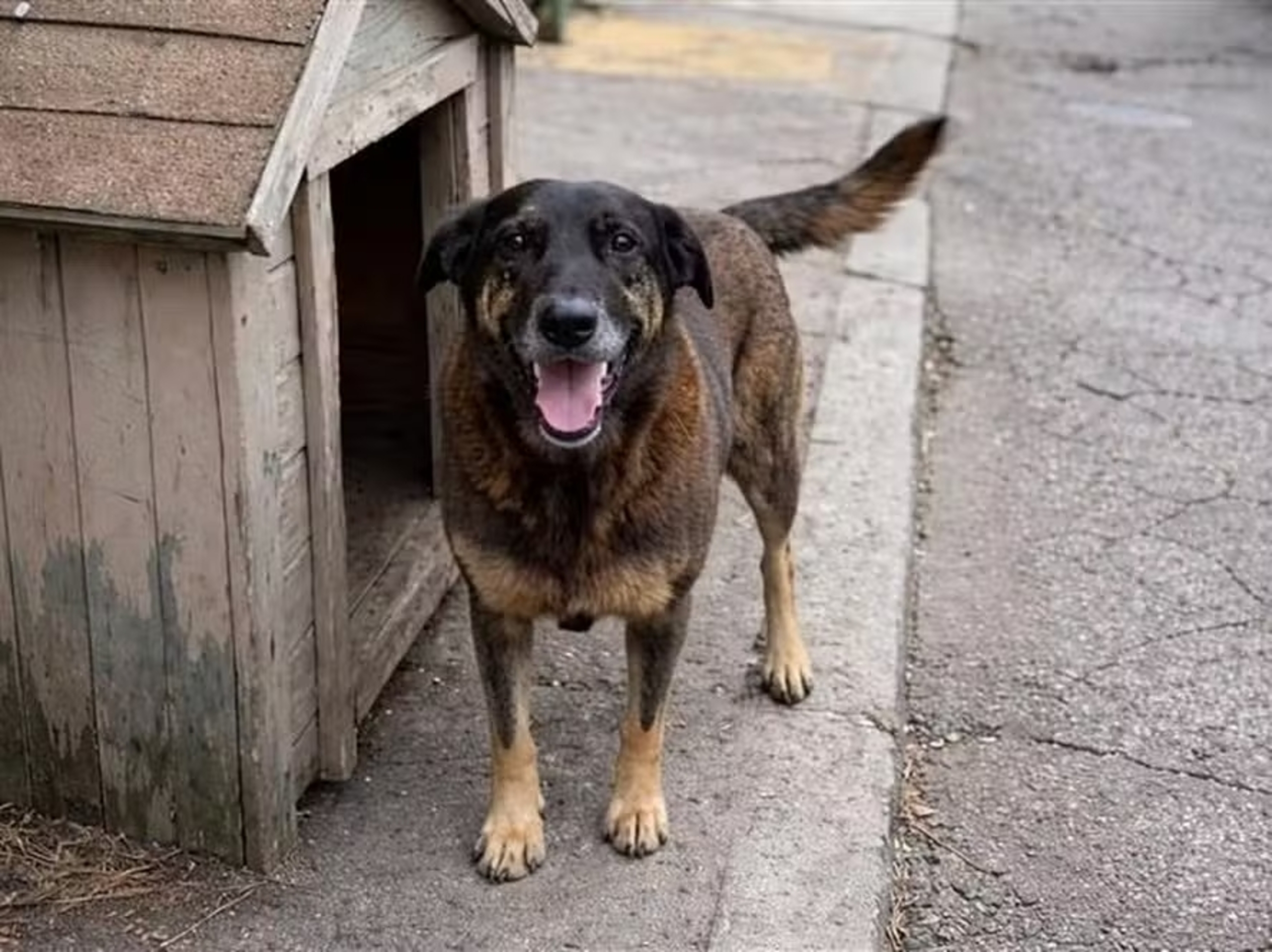 Cão Orelha: MP pede arquivamento do caso ao concluir que animal não morreu por agressões