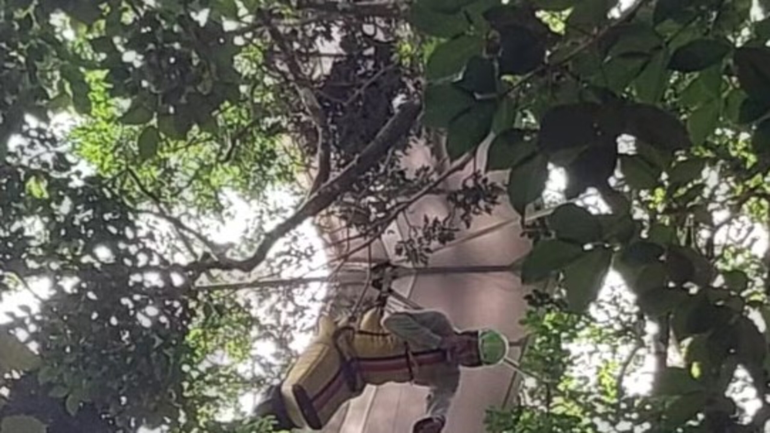 Piloto de asa-delta fica preso em árvore após queda no Jardim Botânico