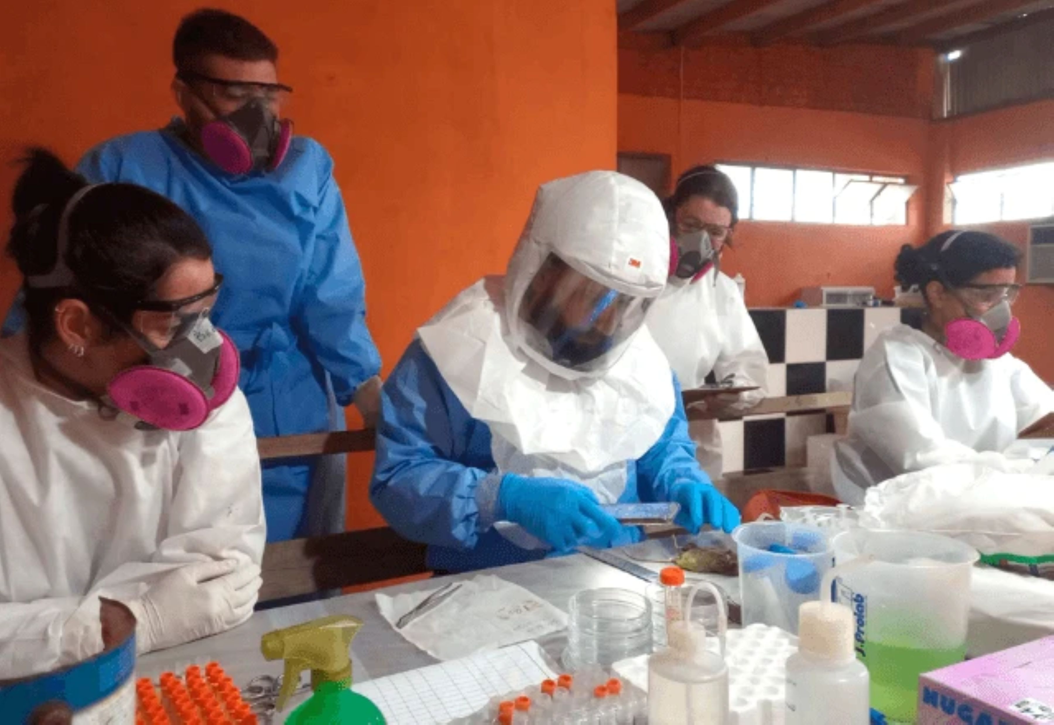 Hantavírus acende alerta no Paraná após confirmação de dois casos no estado