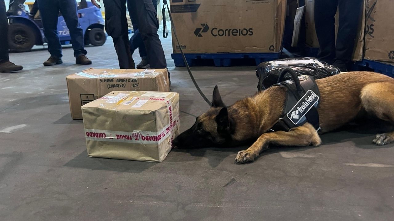Cães da Receita encontram R$ 1,25 milhão em drogas nos Correios