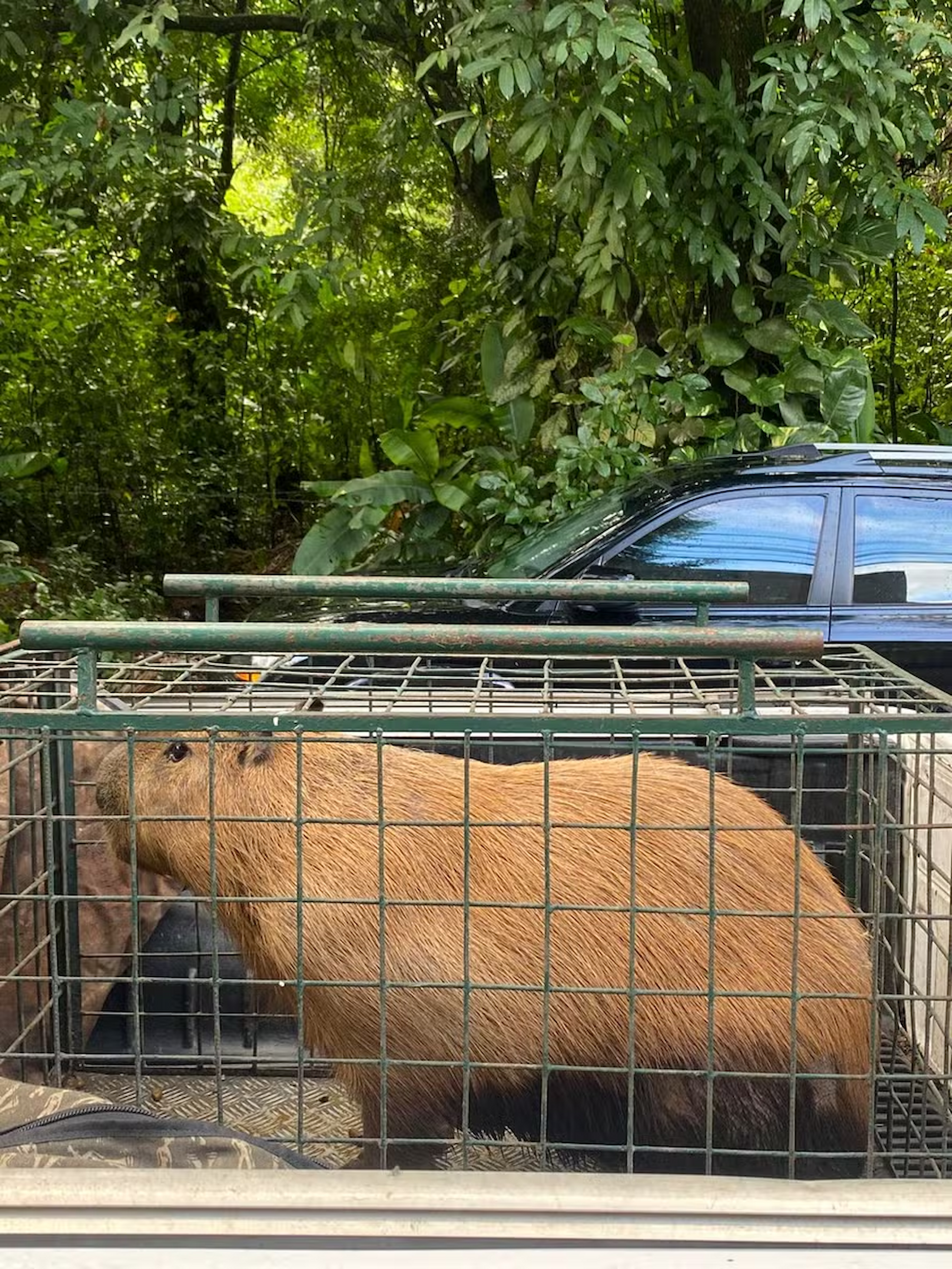 Justiça mantém presos acusados de espancar capivara na Ilha do Governador