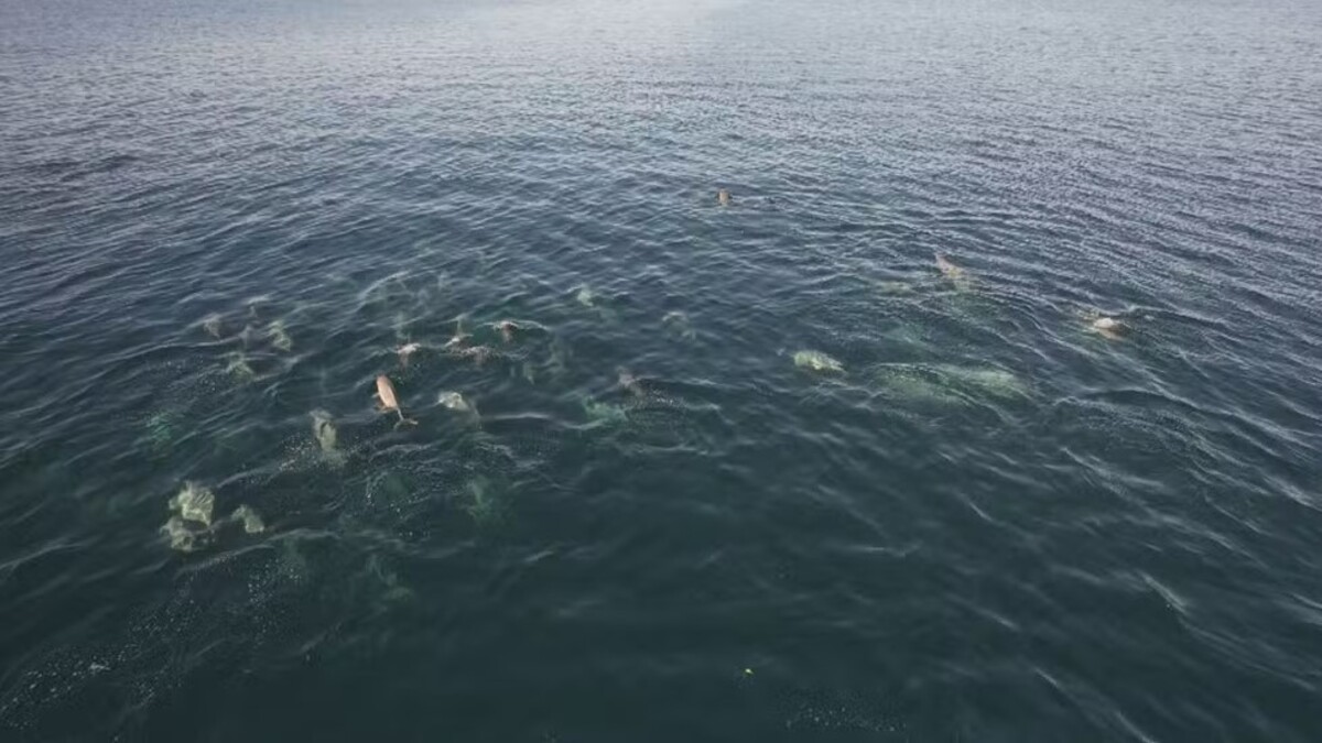 Vídeo: grupo com mais de 100 botos-cinza protagonizam espetáculo em Angra dos Reis