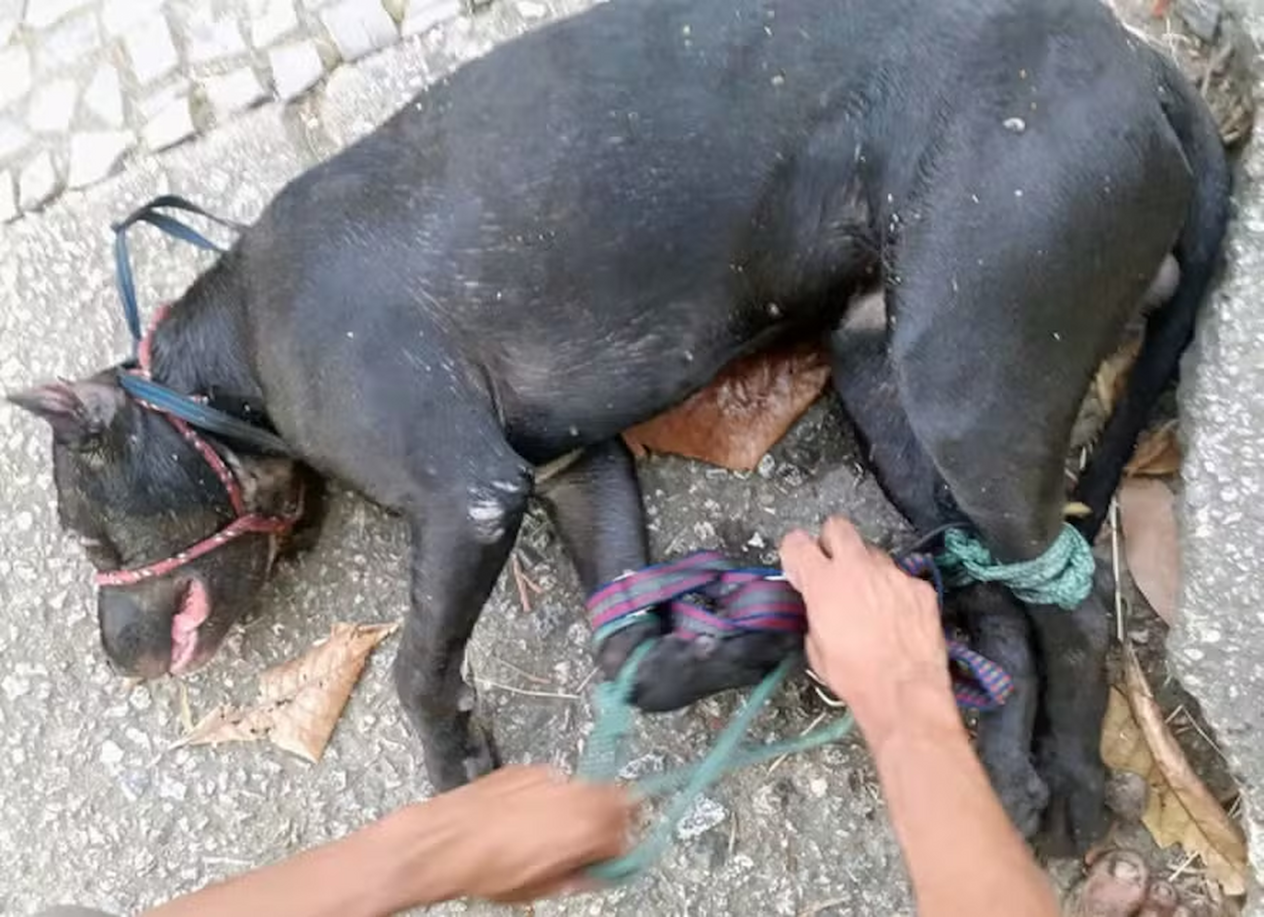 Rio avança para criar delegacia exclusiva de combate aos crimes contra animais