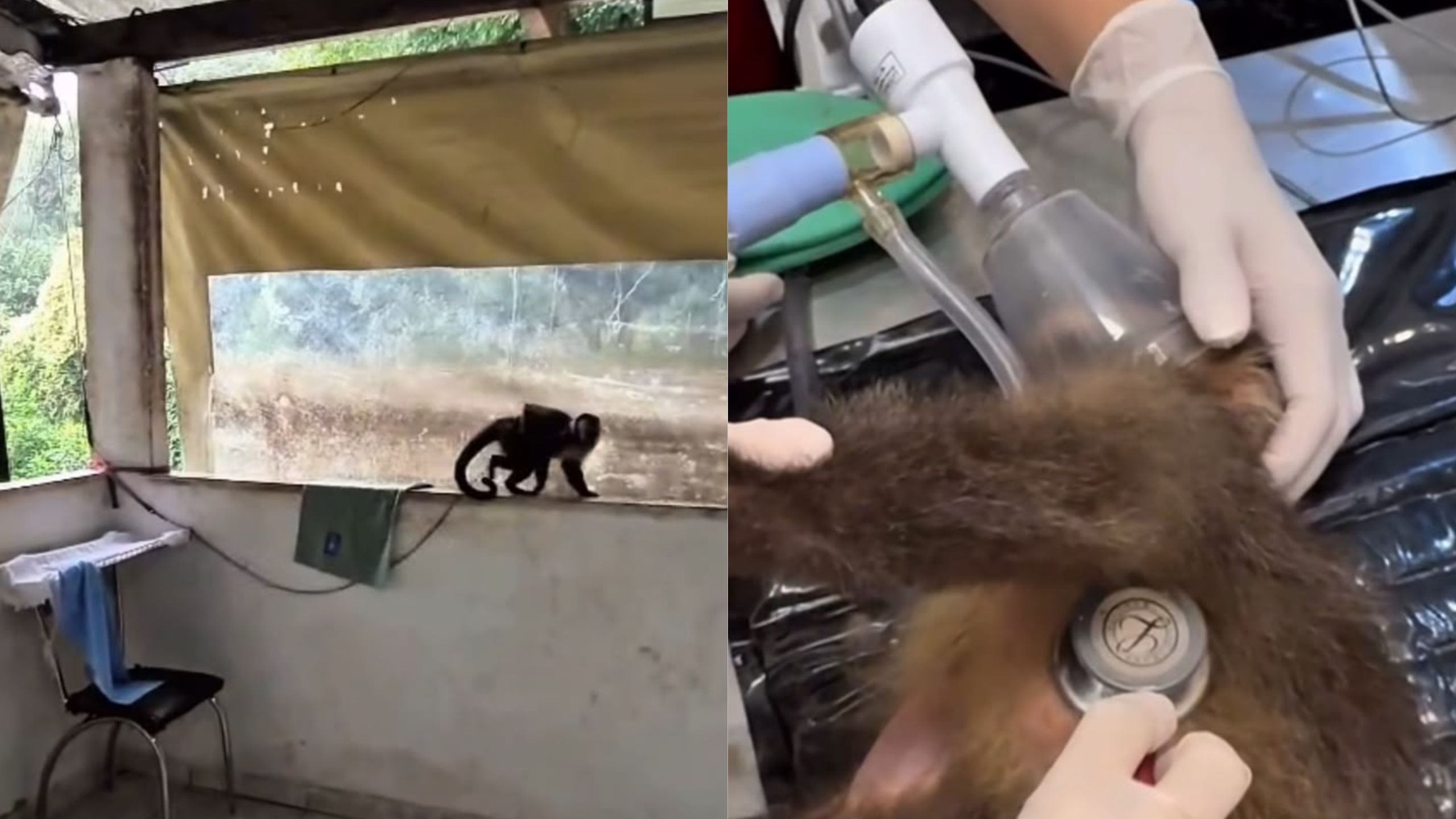 Macaco preso por correntes em Santa Teresa segue em recuperação e apresenta estresse, diz Instituto