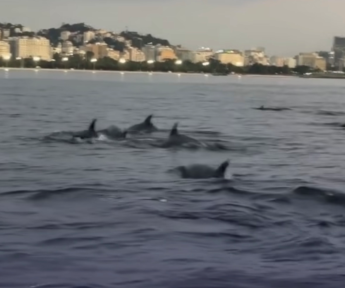 Golfinhos surpreendem banhistas e dão espetáculo na Praia do Flamengo; vídeo