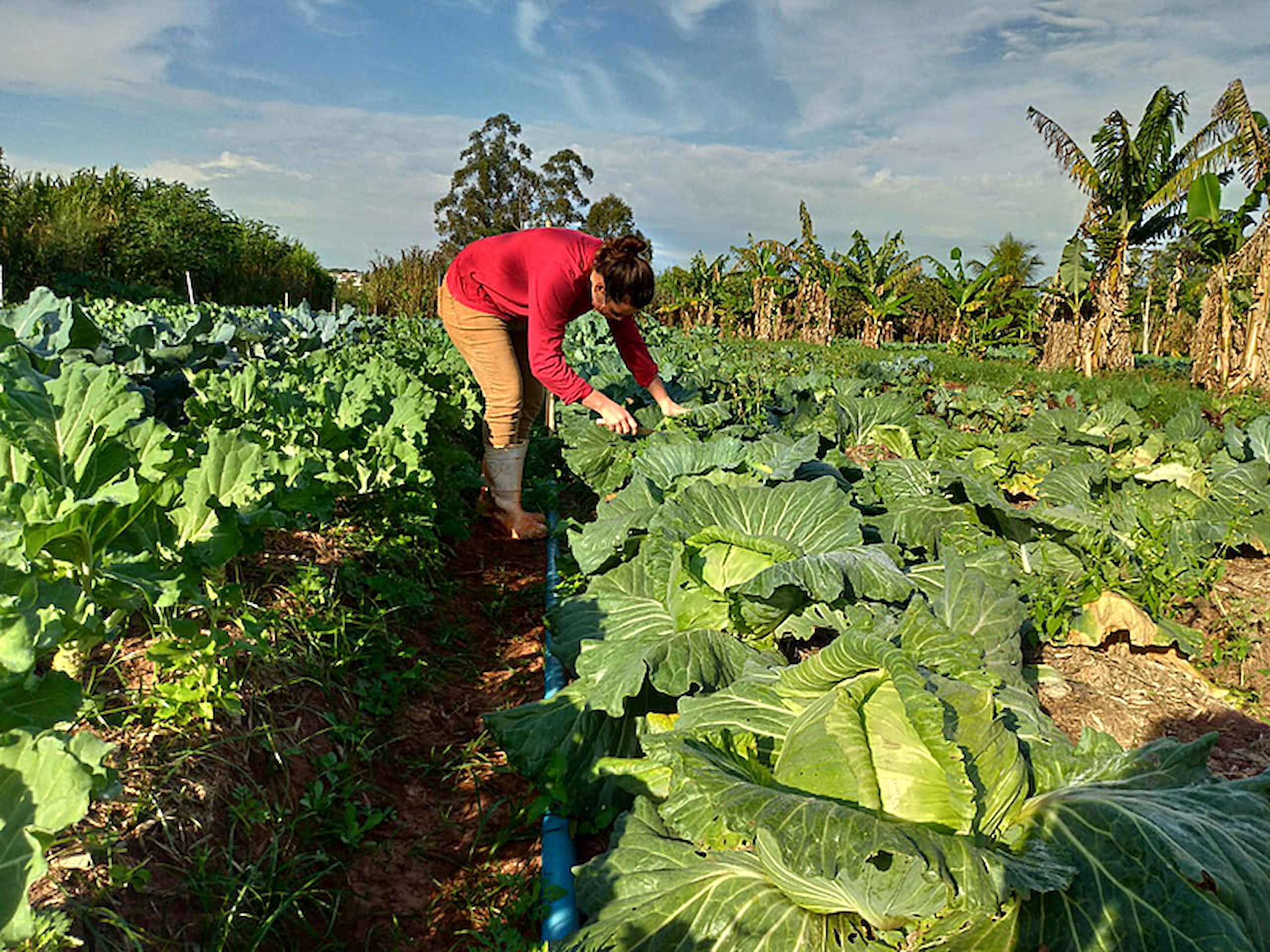Insumos agropecuários terão benefício fiscal mantido até 2027