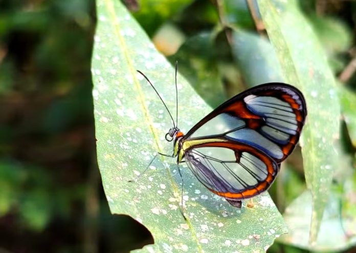 Borboleta rara de asas transparentes aparece em parque de Niterói