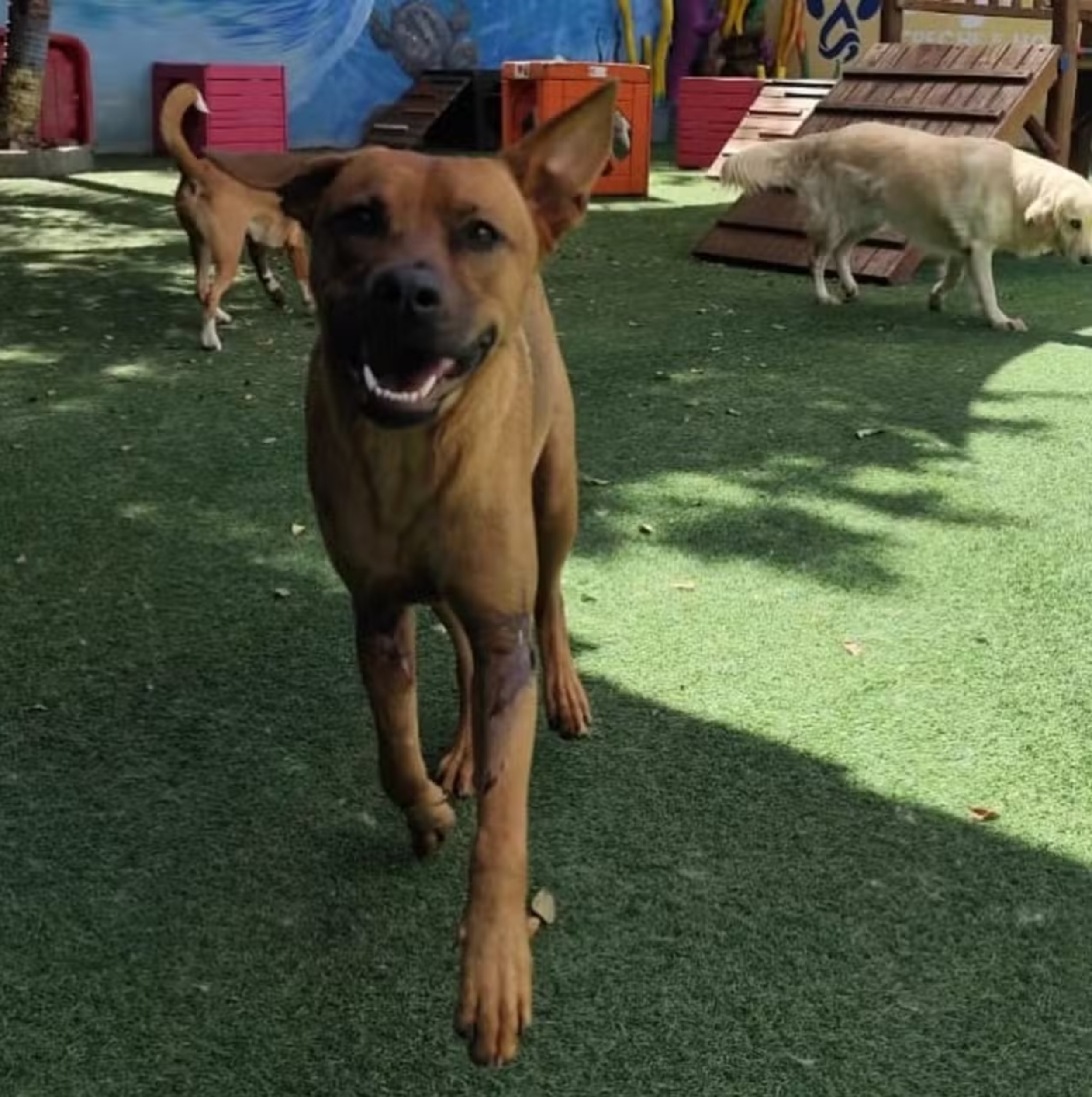 Cão resgatado debaixo de viaduto será o primeiro pet a compor mesa de honra da Câmara do Rio