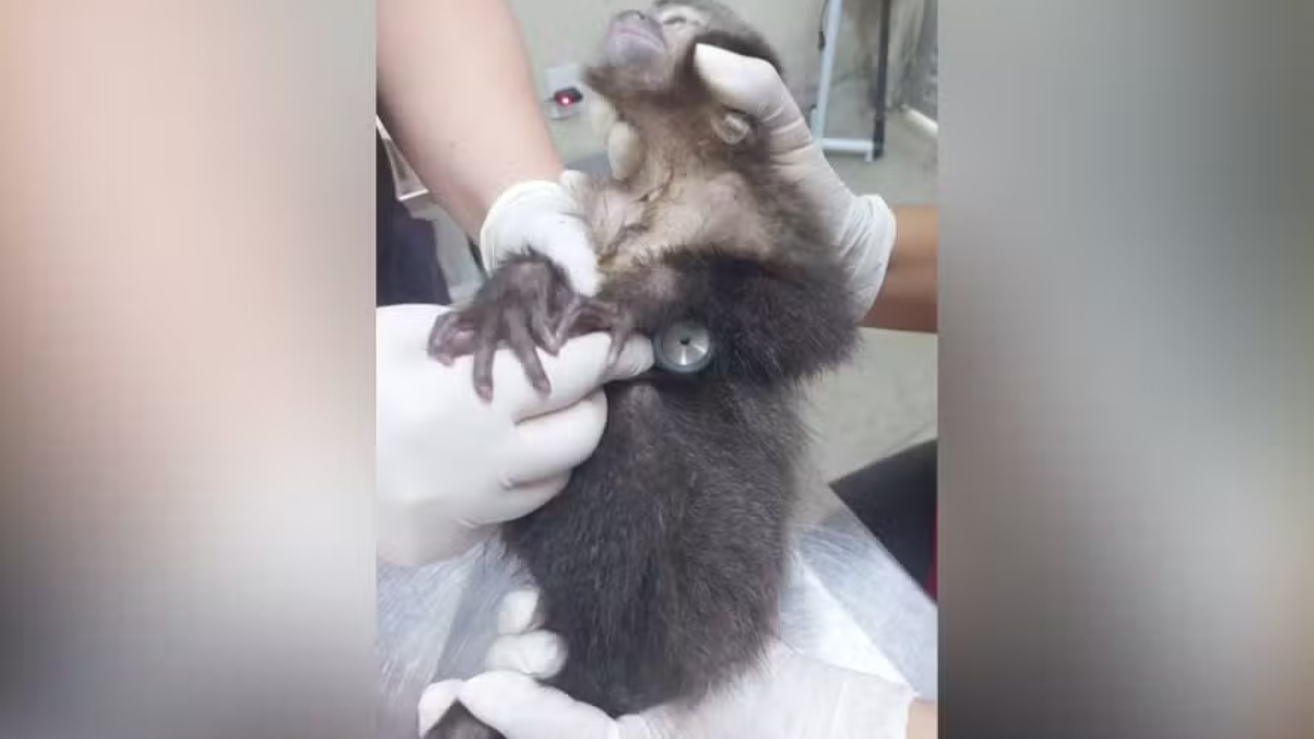 Surto de tuberculose fecha centro do Ibama e interrompe atendimento a animais silvestres no Rio