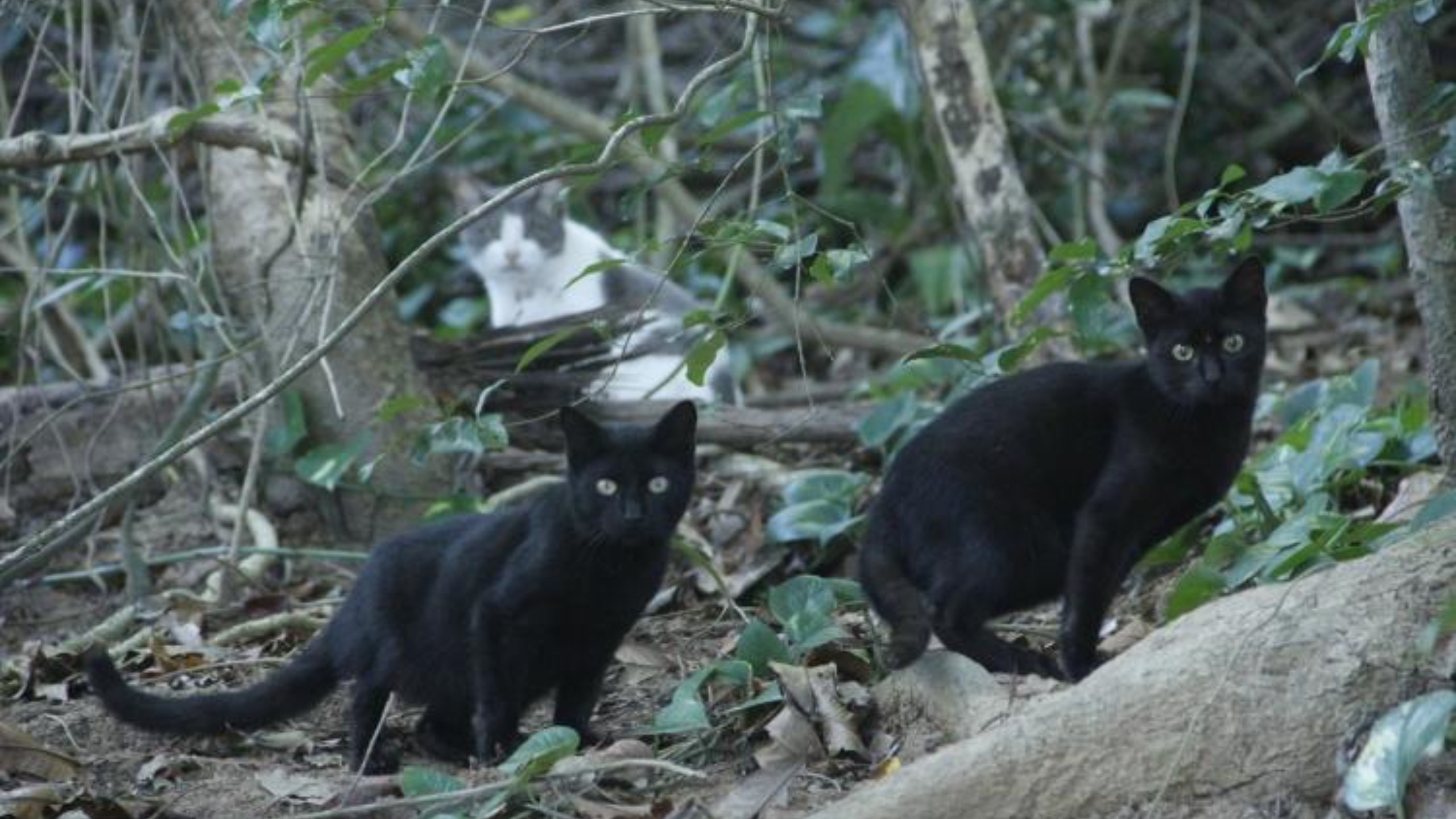 700 felinos na Ilha dos Gatos em Mangaratiba preocupa cientistas por riscos à saúde e ao meio ambiente