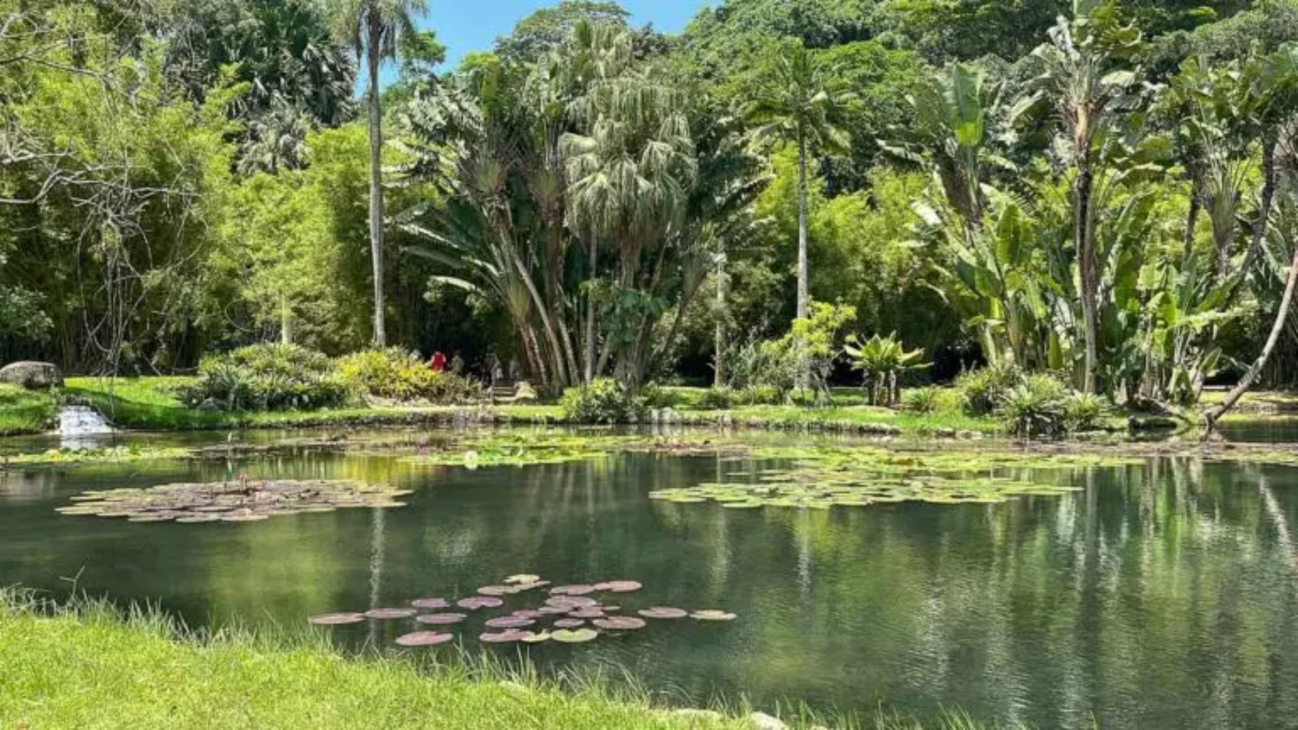 Homem morre ao cair em trilha no Jardim Botânico e mobilizar operação aérea de resgate no Rio