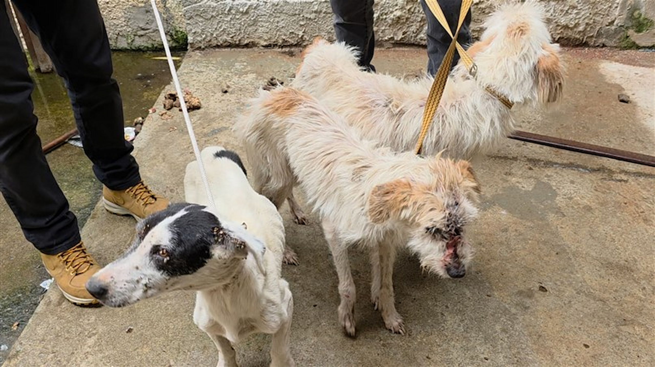 Maus-tratos a animais terminam com prisão e resgate de três cães em Padre Miguel