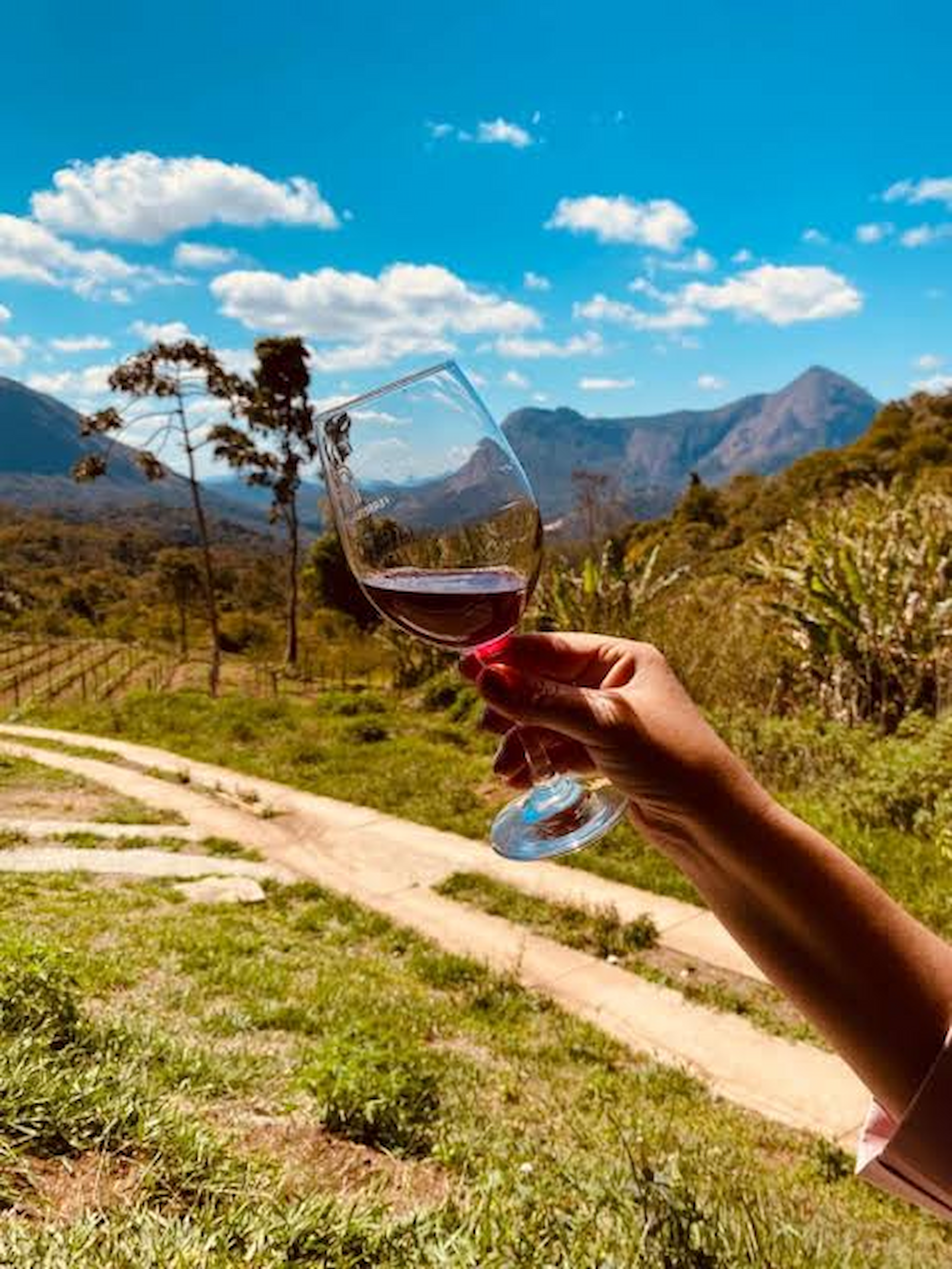 Rio cria política para incentivar produção de uvas, vinhos e enoturismo
