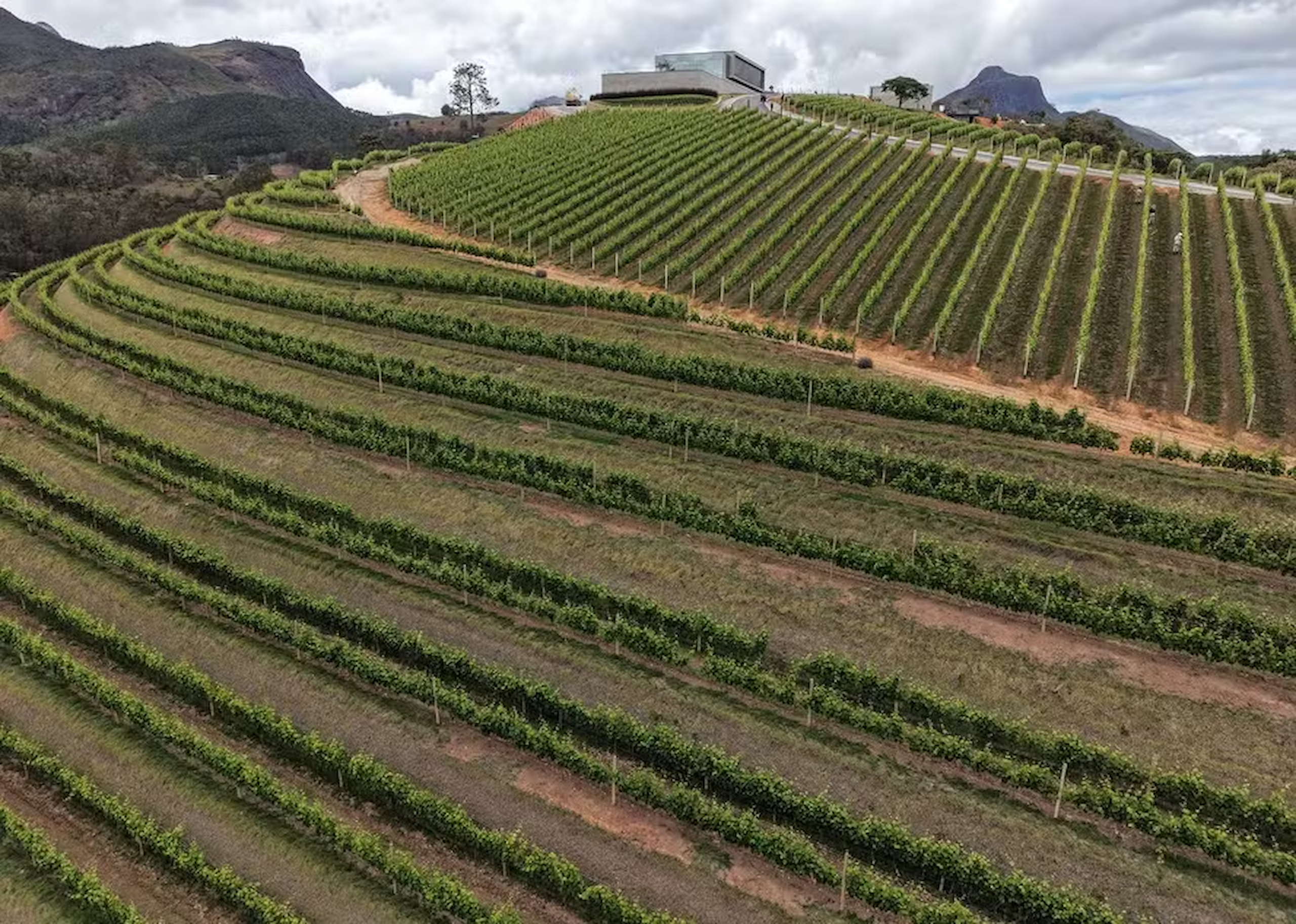 Setor de vinhos do Rio pode ganhar programa de incentivo e expansão