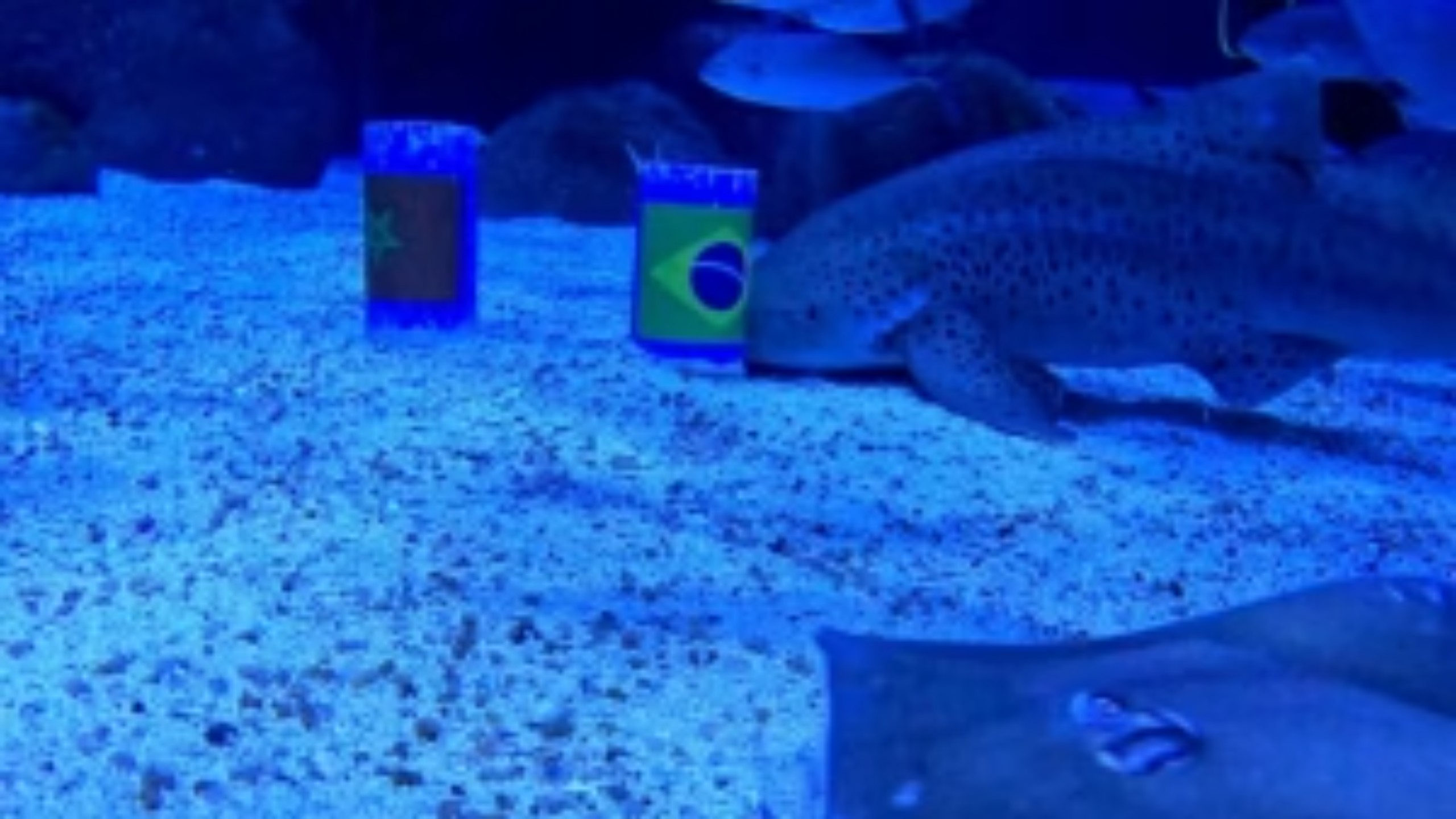 Tubarão do AquaRio ‘aposta’ no Brasil e anima torcida para estreia contra Marrocos na Copa