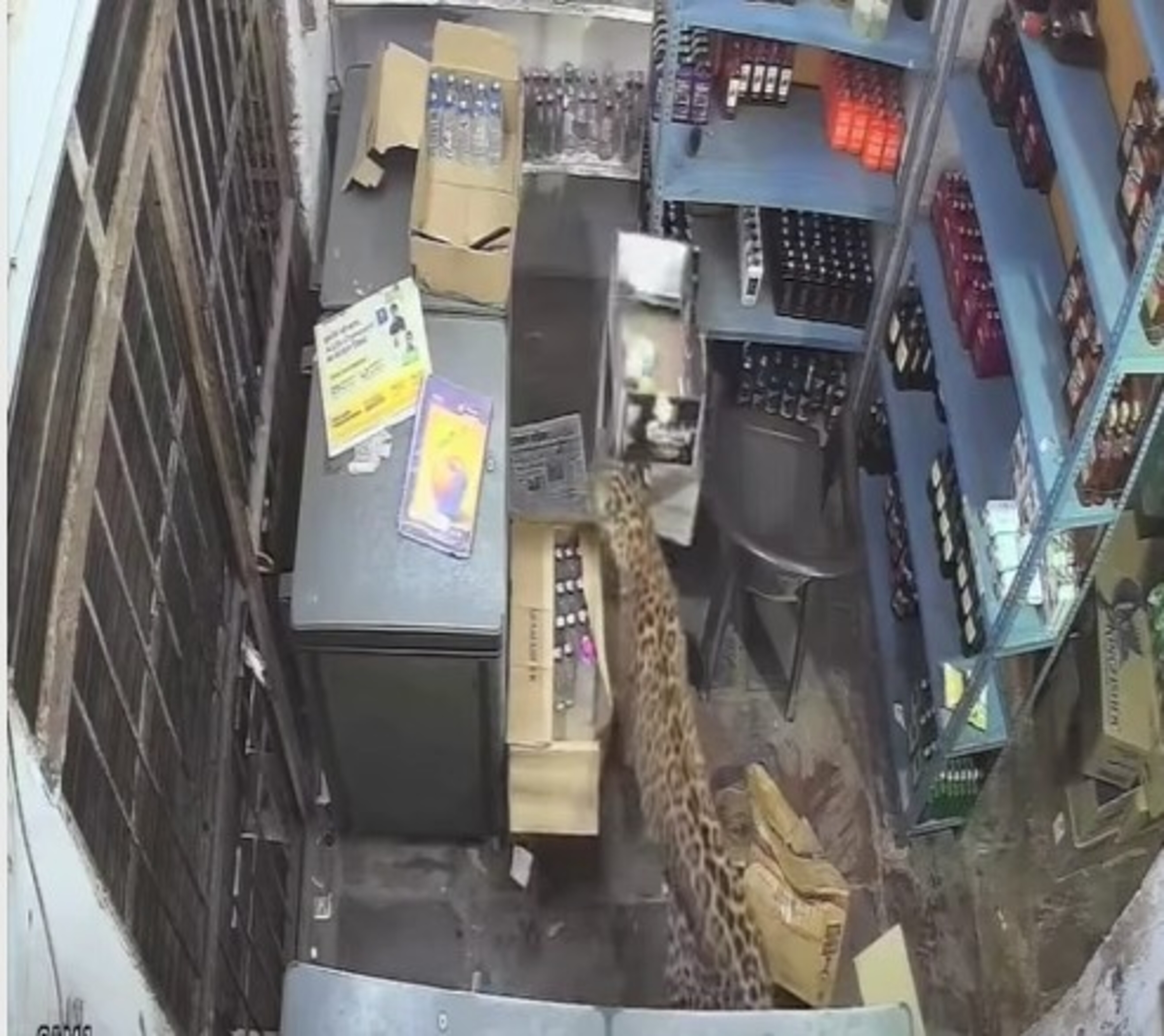 Vídeo: Leopardo invade loja de bebidas, ataca três pessoas e é capturado na Índia