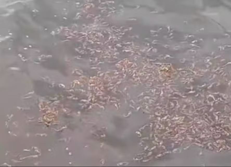 Centenas de cavalos-marinhos mortos são achados em caixa na Baía de Guanabara; vídeo