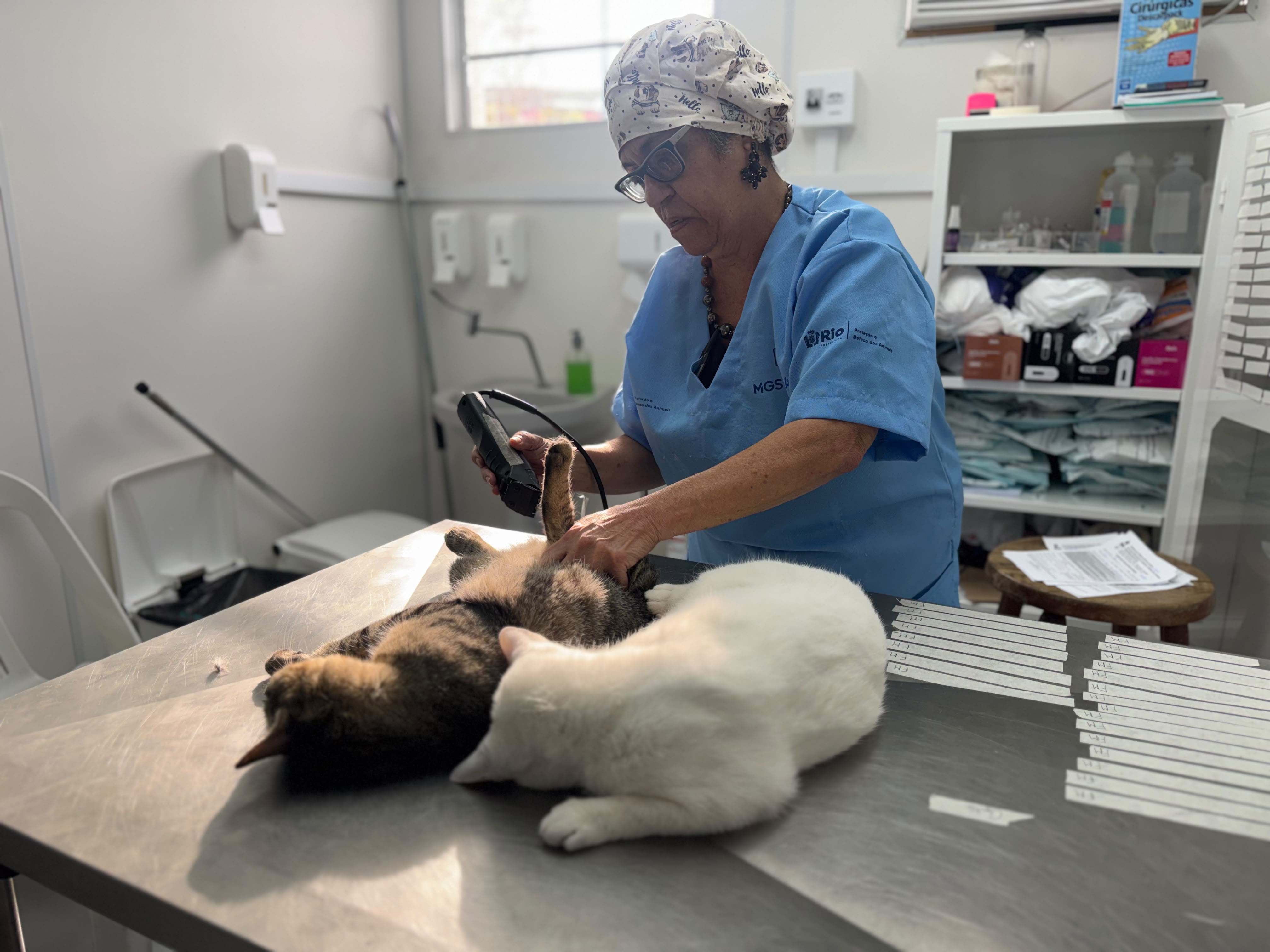 Prefeitura do Rio castra 600 gatos em um dia em mutirão contra abandono de animais