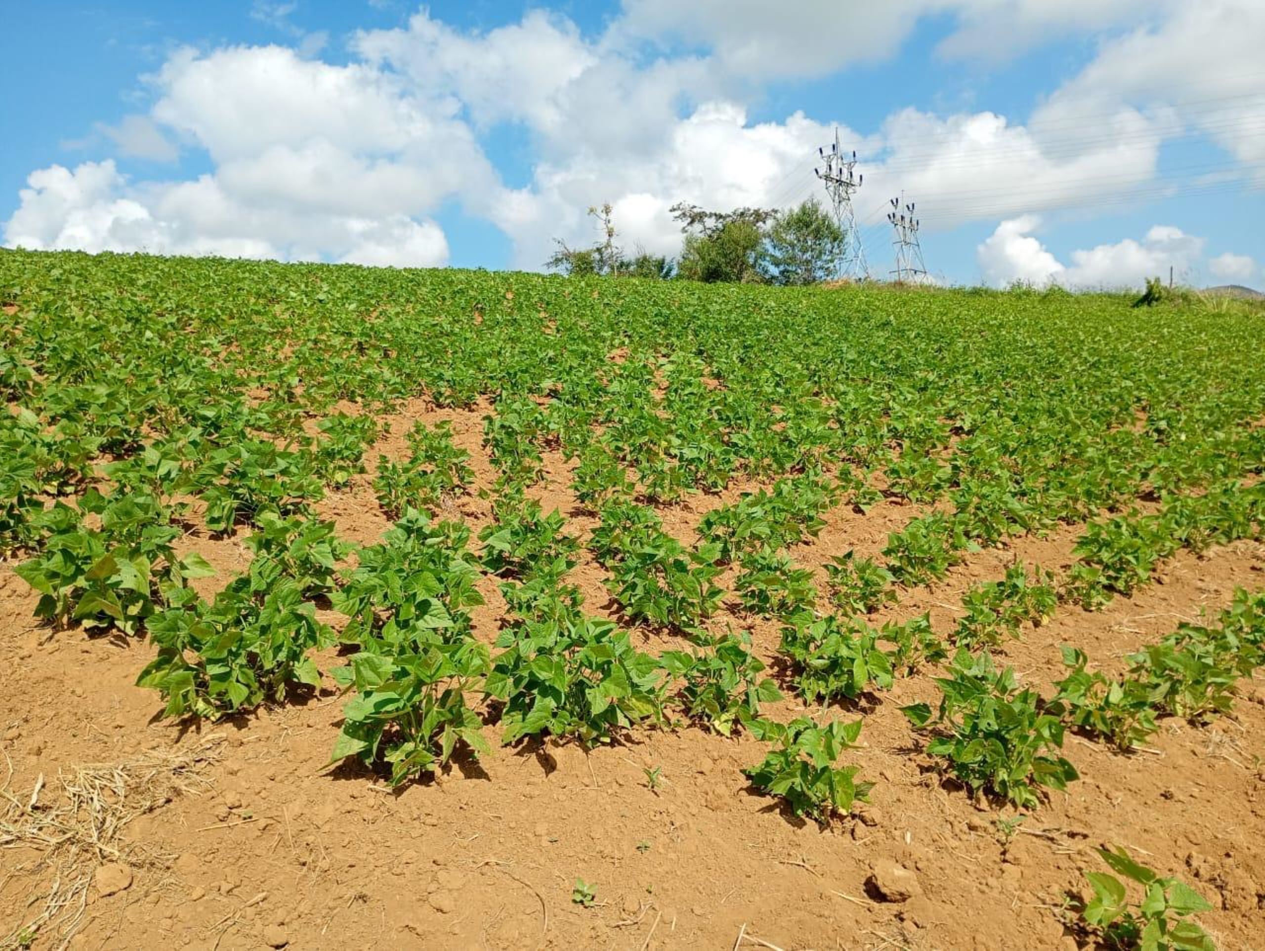 Estado do Rio inicia debates para fortalecer agricultura familiar e produção sustentável