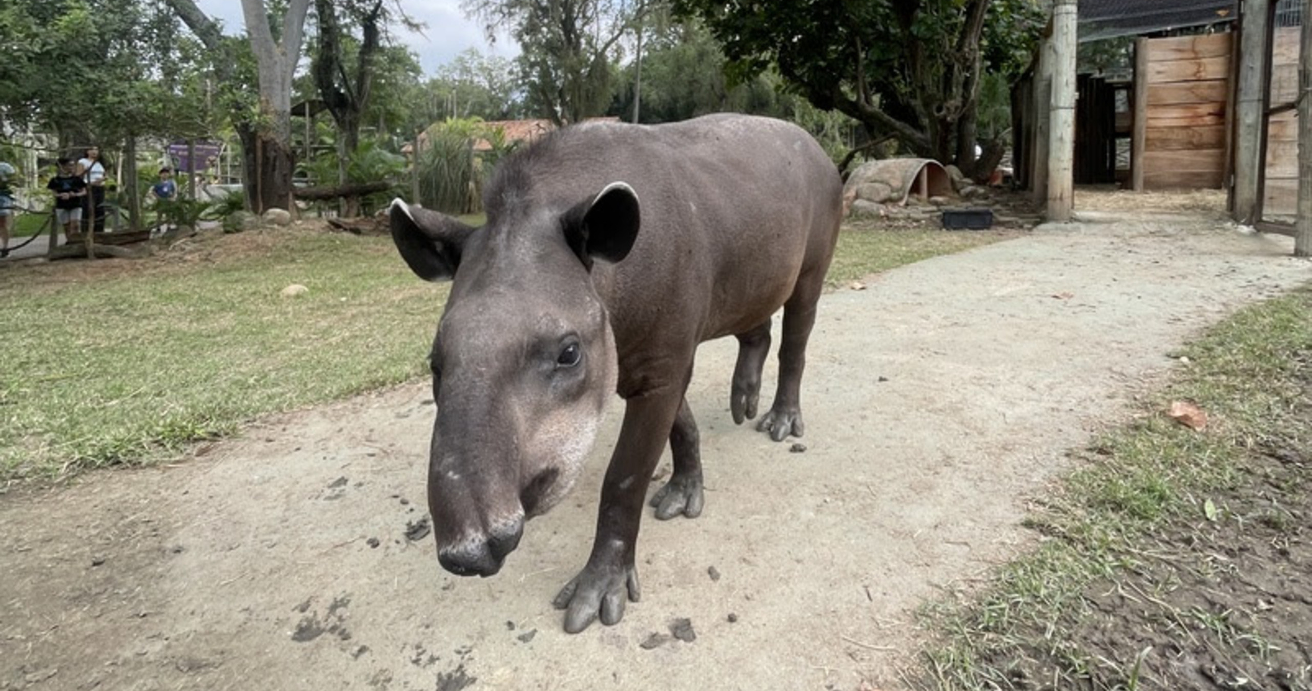 Anta chega ao BioParque do Rio e público pode escolher nome do animal