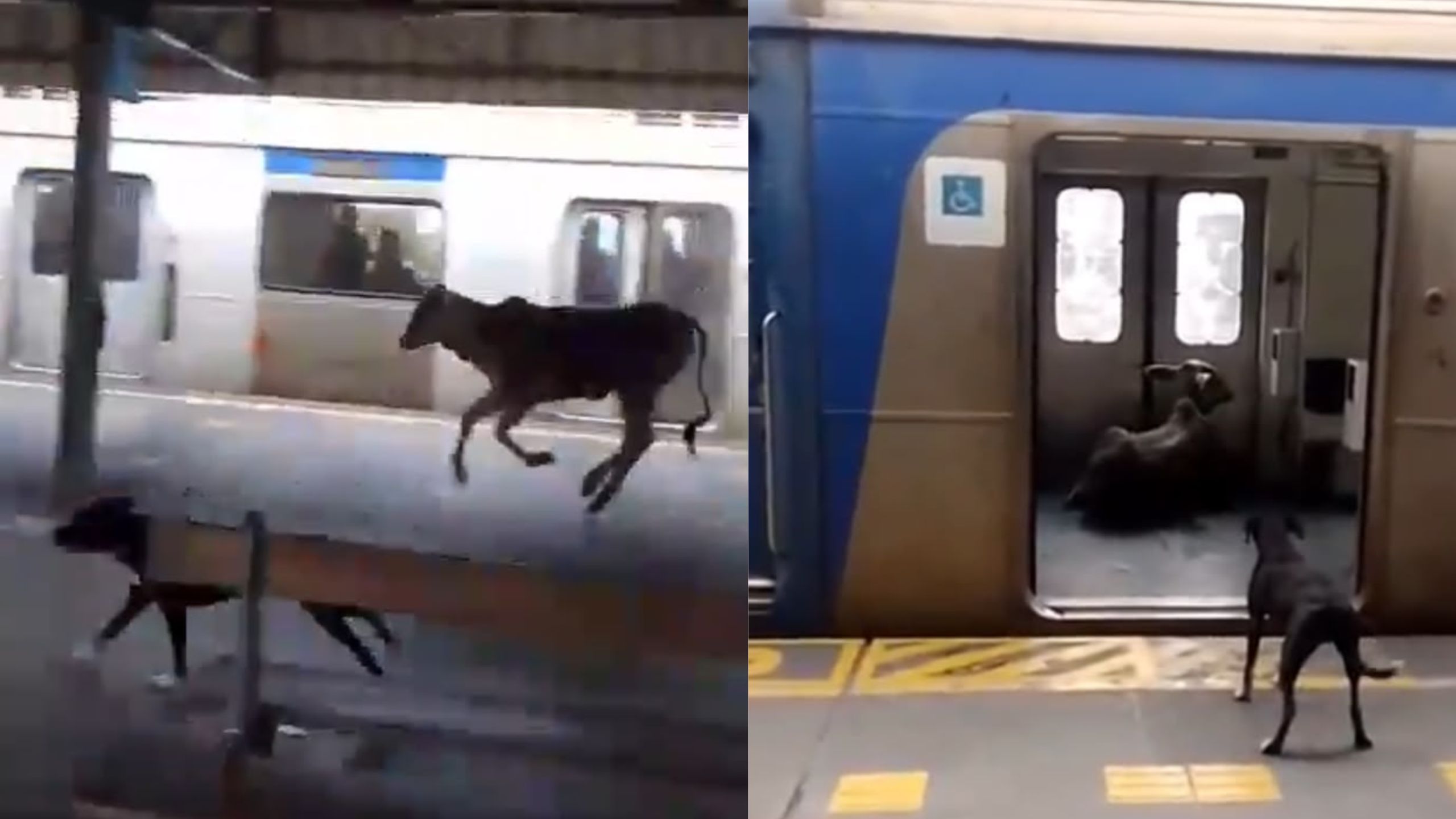 ‘Sai da frente!’: bezerro invade estação de trem em Japeri; vídeo