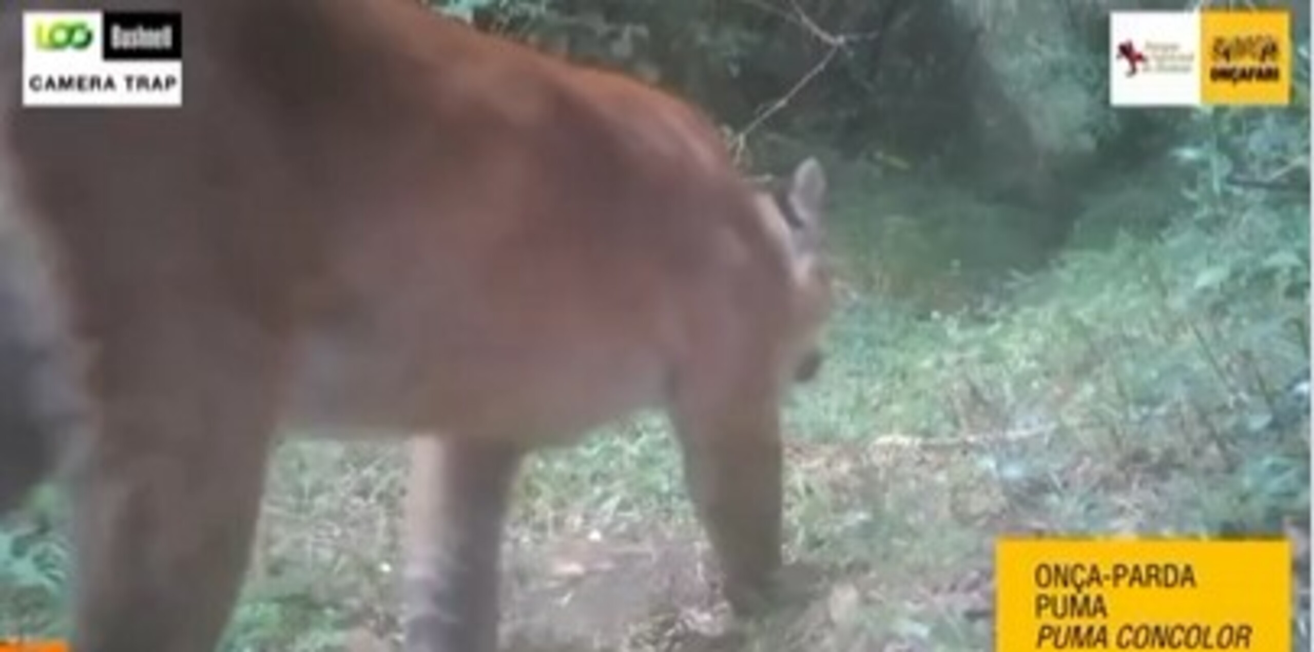 Parque Nacional do Itatiaia flagra onça-parda e gatos-do-mato; vídeo