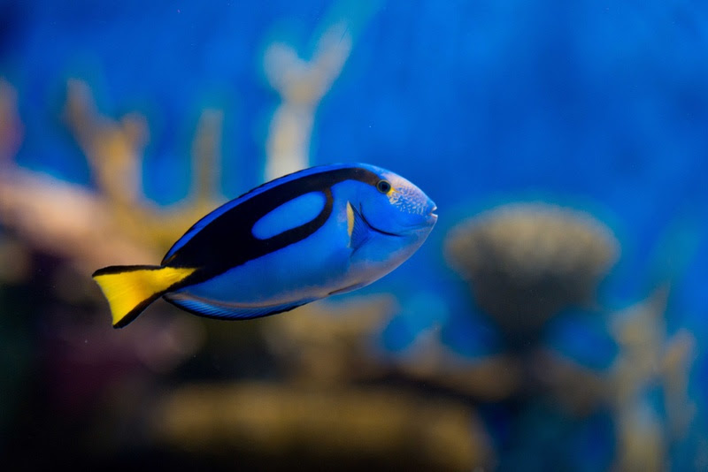 AquaRio entra no clima das férias com teatro de fantoches e atrações especiais