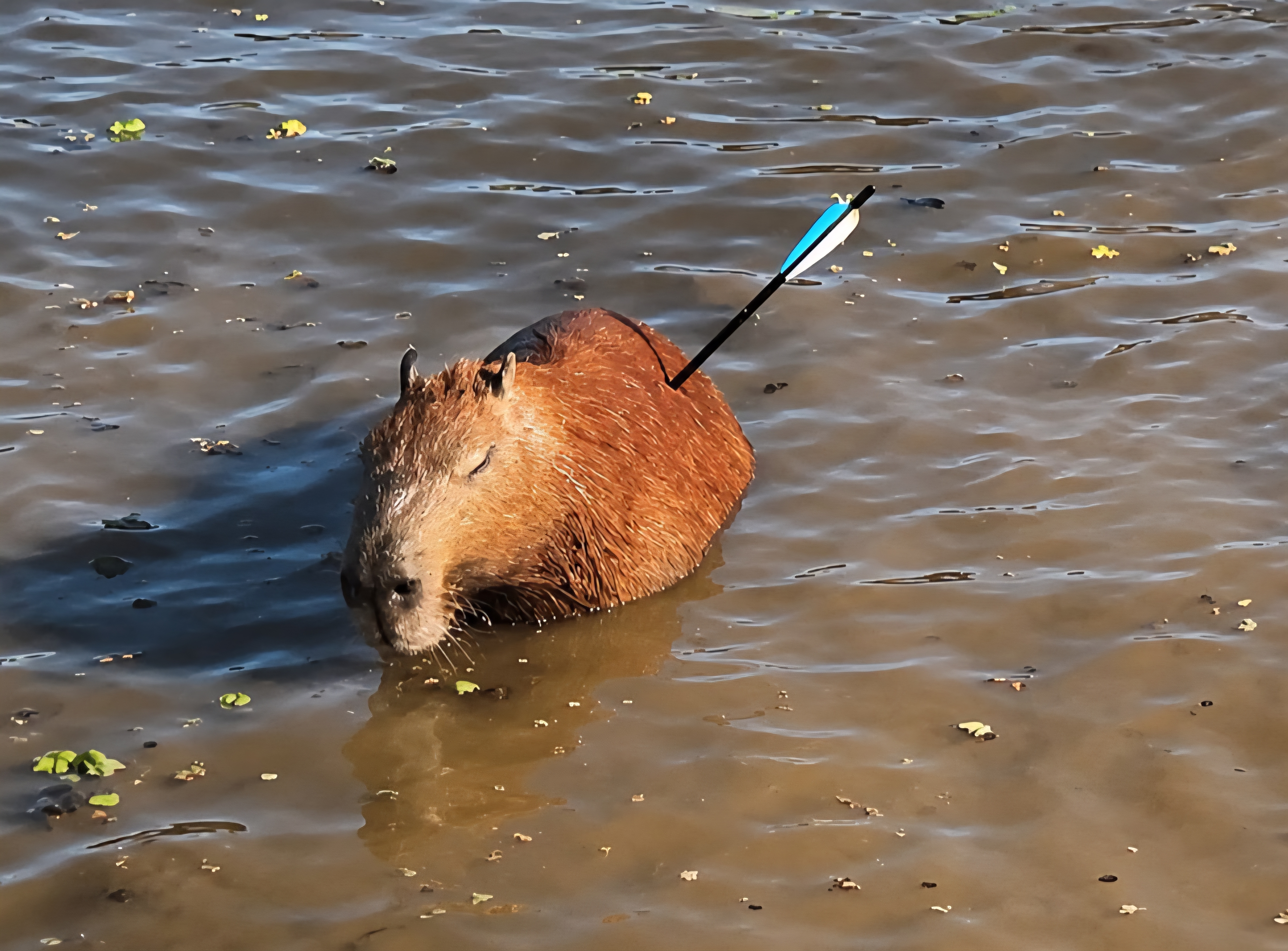 Capivara com flecha cravada no corpo é resgatada em represa de São Paulo