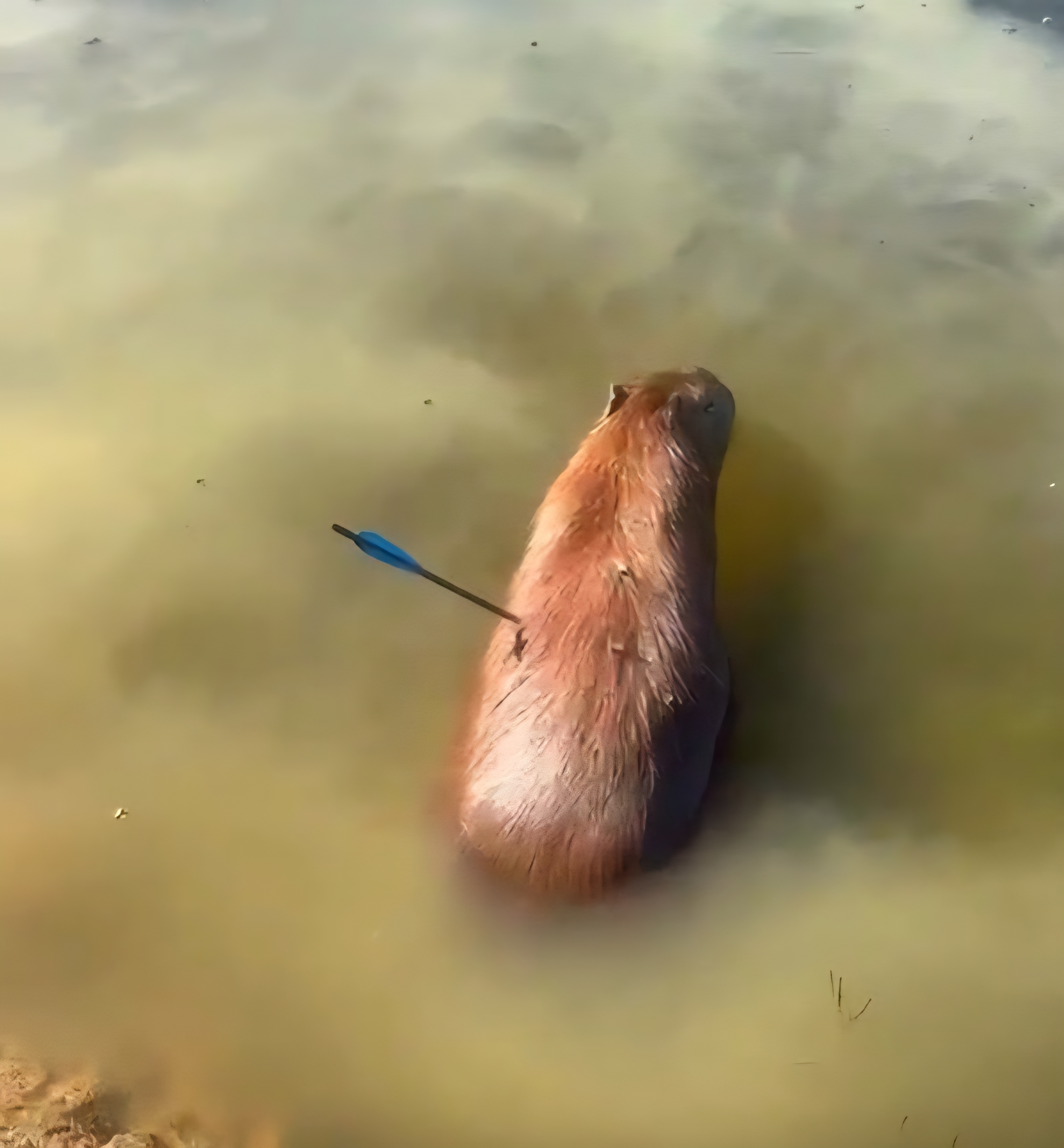 Capivara atingida por flecha morre após ser resgatada em represa de São Paulo