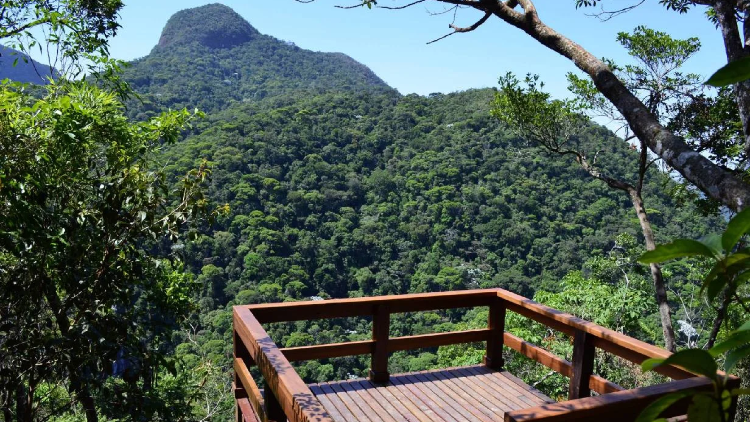 Ventania no Rio: Parque Nacional da Tijuca recomenda evitar visita nesta sexta